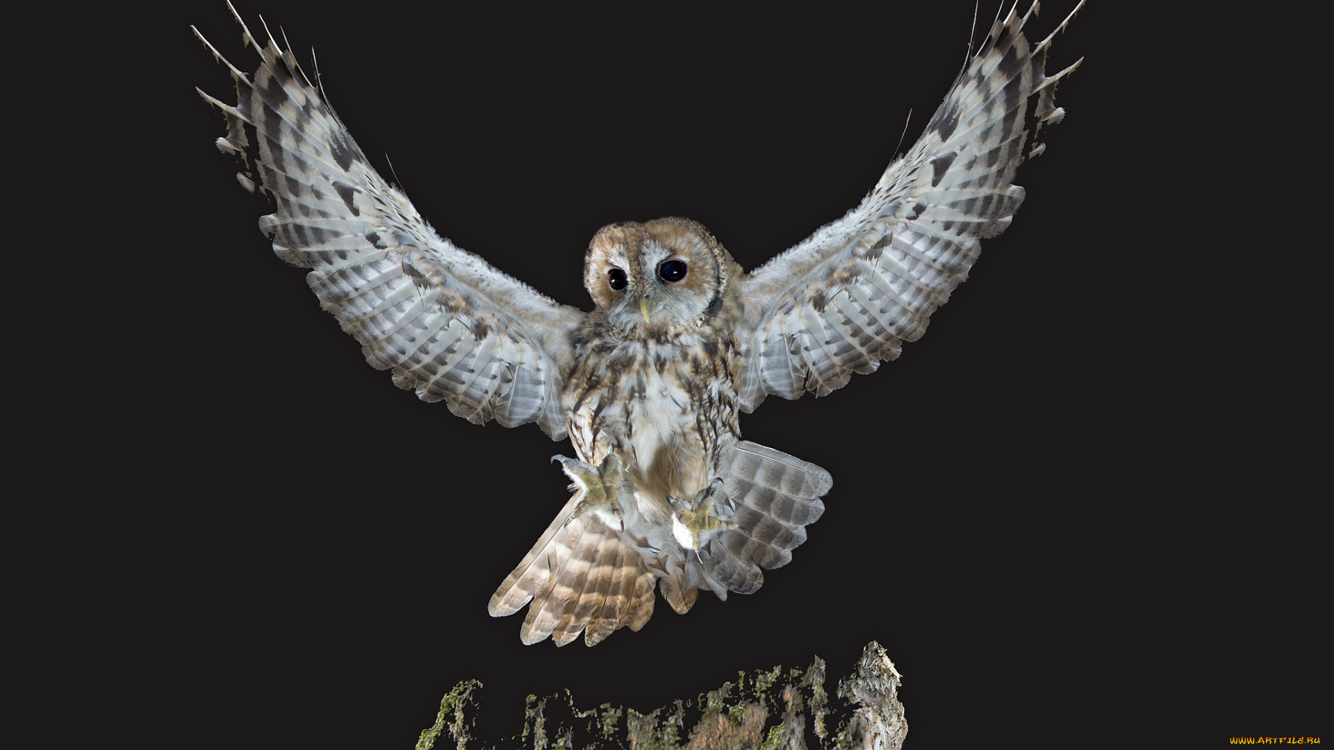 животные, совы, сова