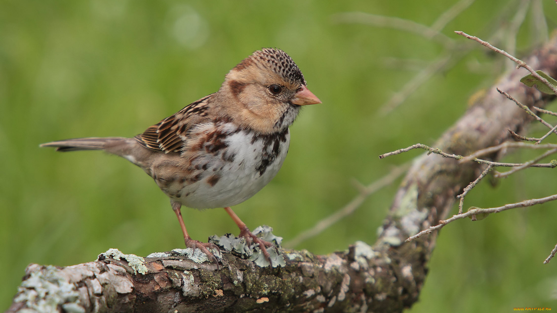 животные, воробьи, птичка