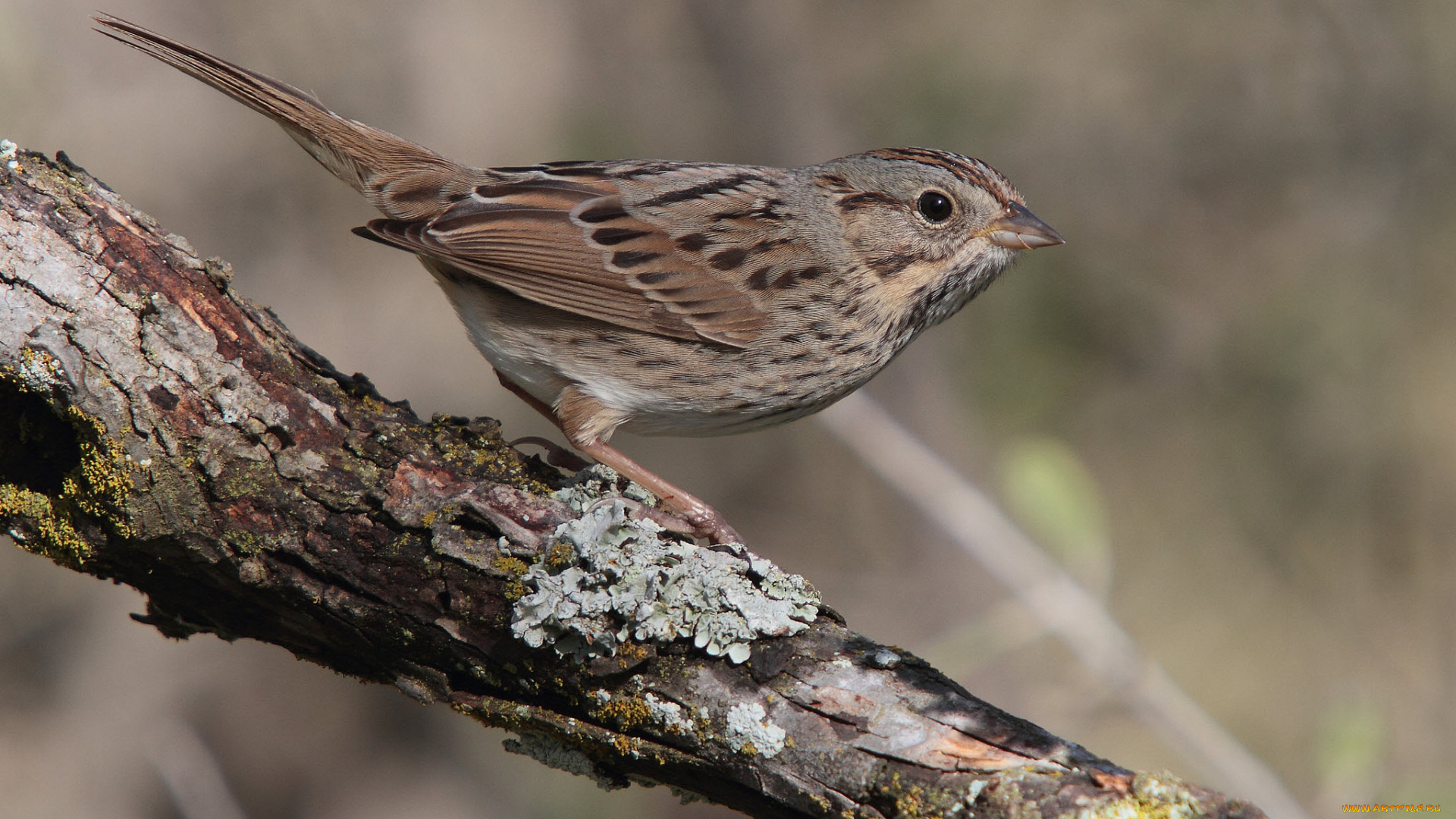 животные, воробьи, птичка