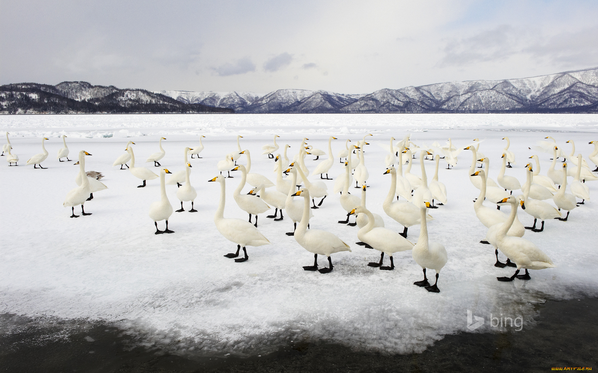 животные, гуси, лед
