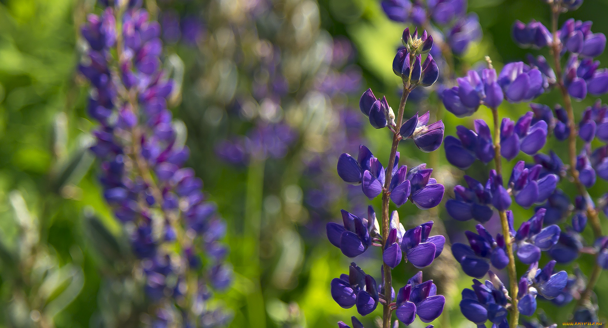 цветы, люпин, макро, фиолетовые