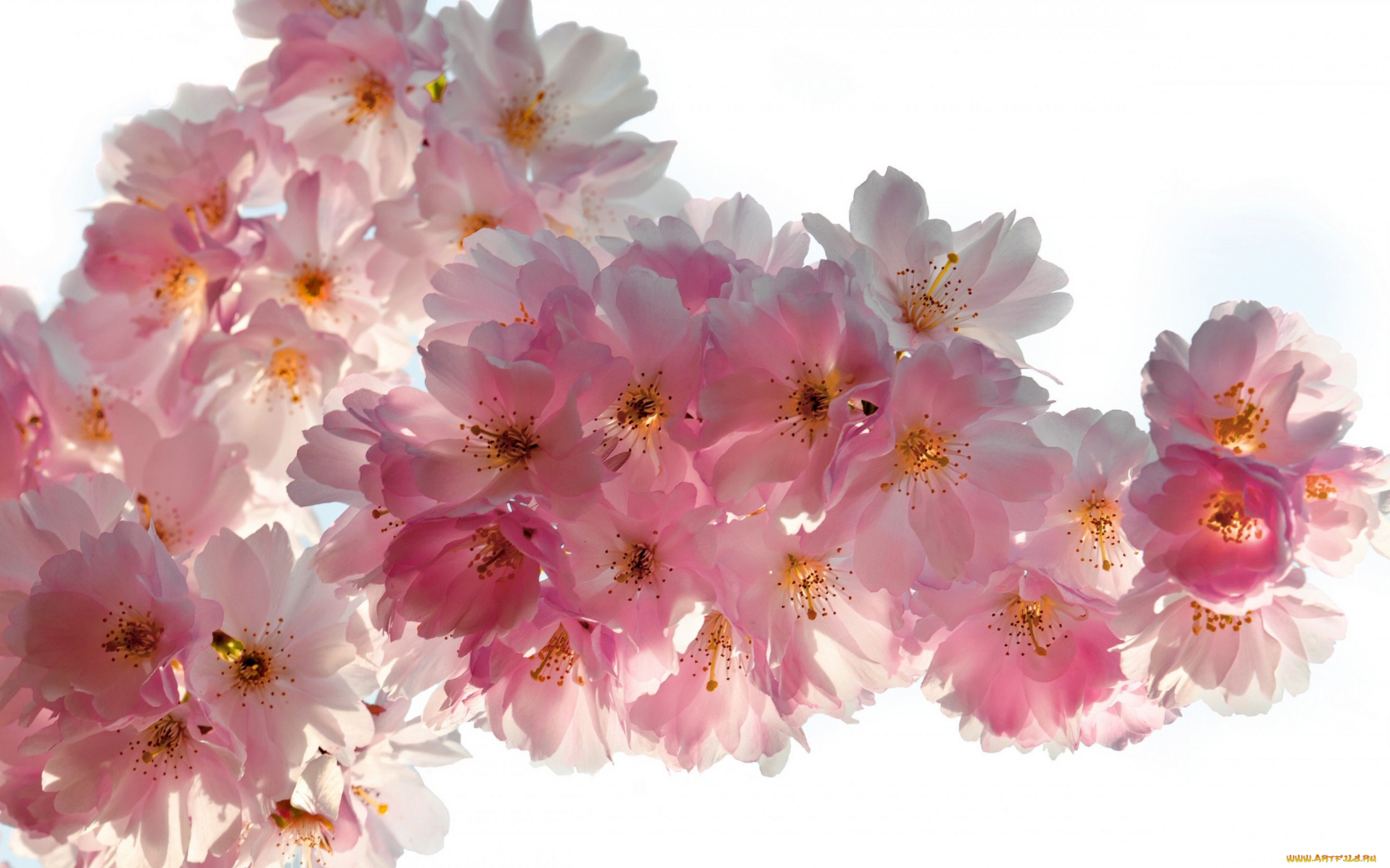 цветы, сакура, , вишня, pink, blossoms, tender, вишня, цветение, весна, beauty, sky, petals, white, sakura, cherry, flowers, spring, бутоны, ветки, белые, лепестки, розовые, нежные