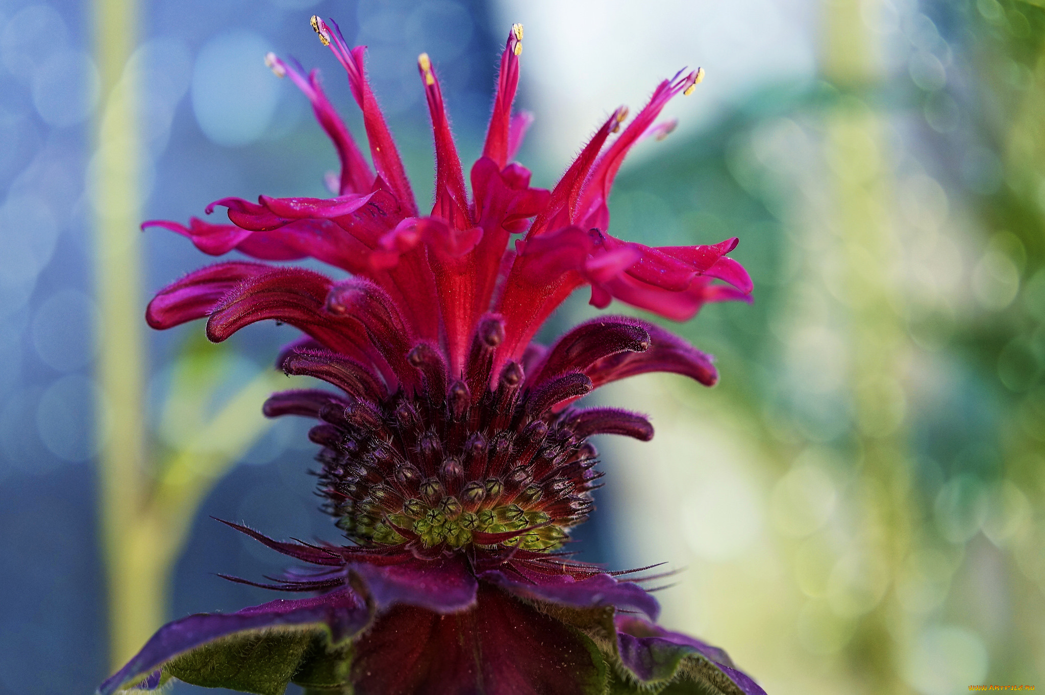 цветы, сорняк, цветок, лепестки, природа