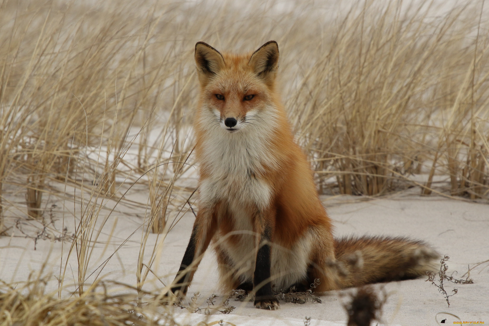 животные, лисы, лисичка