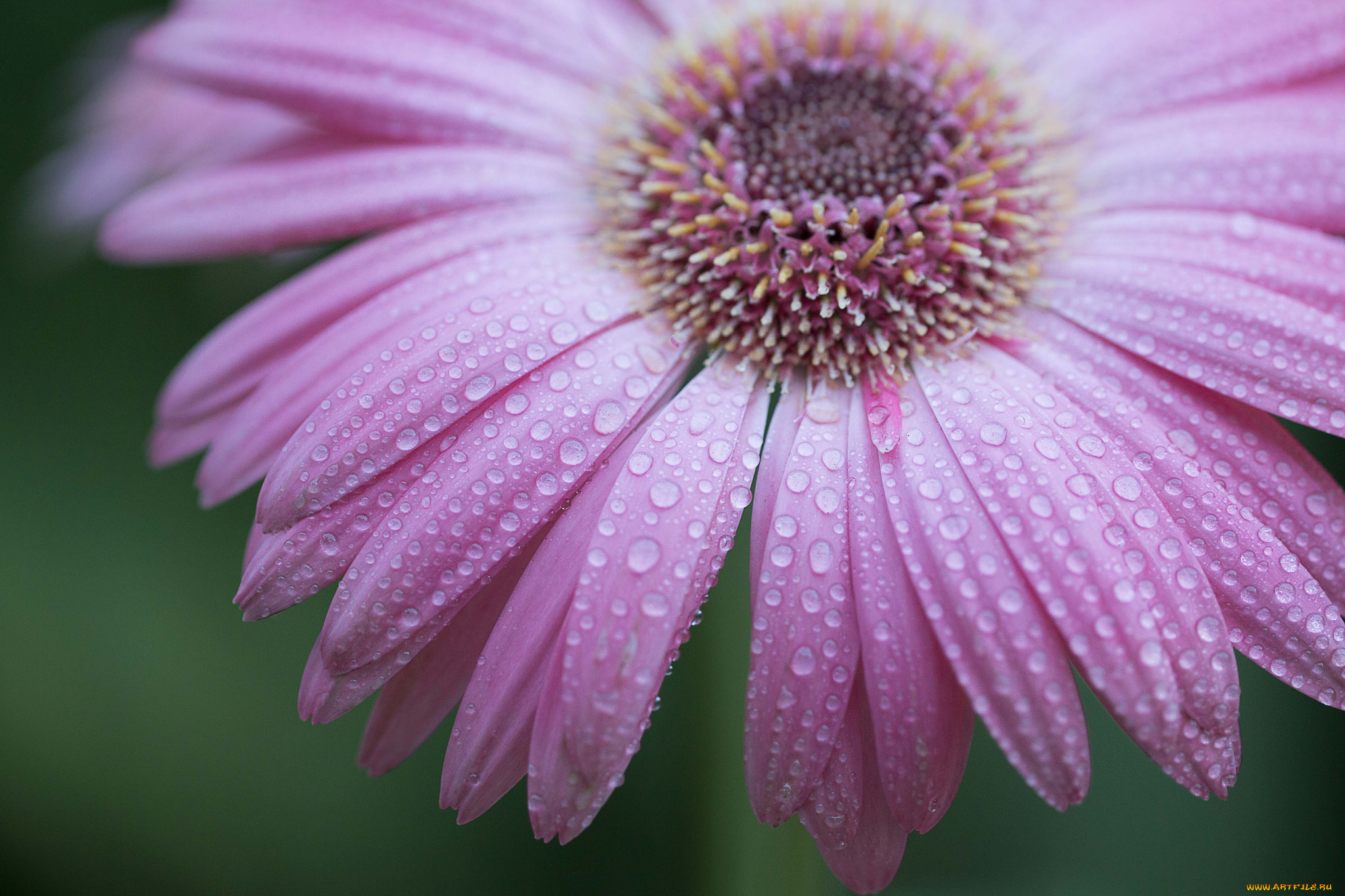 цветы, герберы, вода, роса, капли, лепестки, цветок