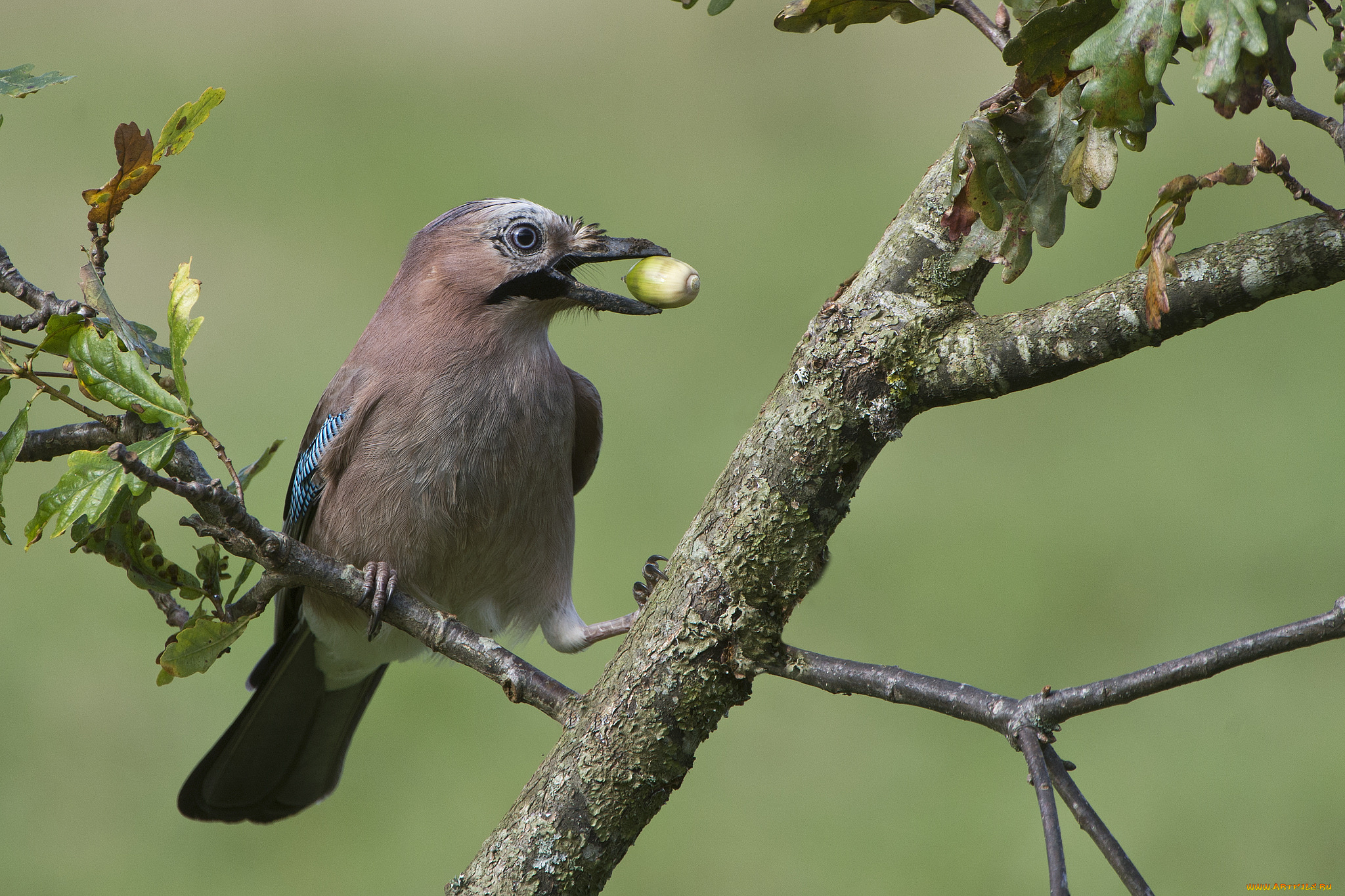сойка, животные, сойки, птичка