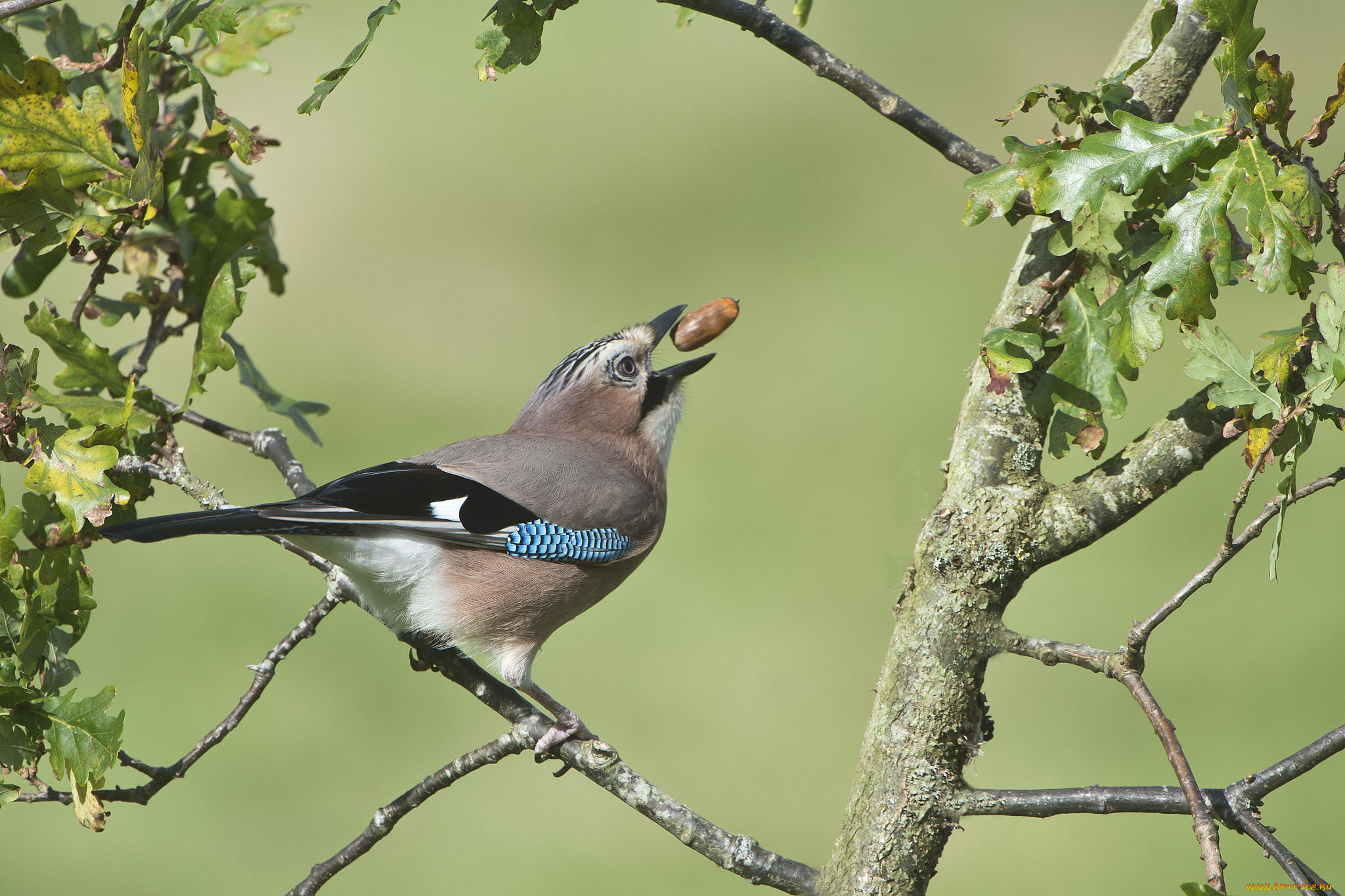 сойка, животные, сойки, птичка