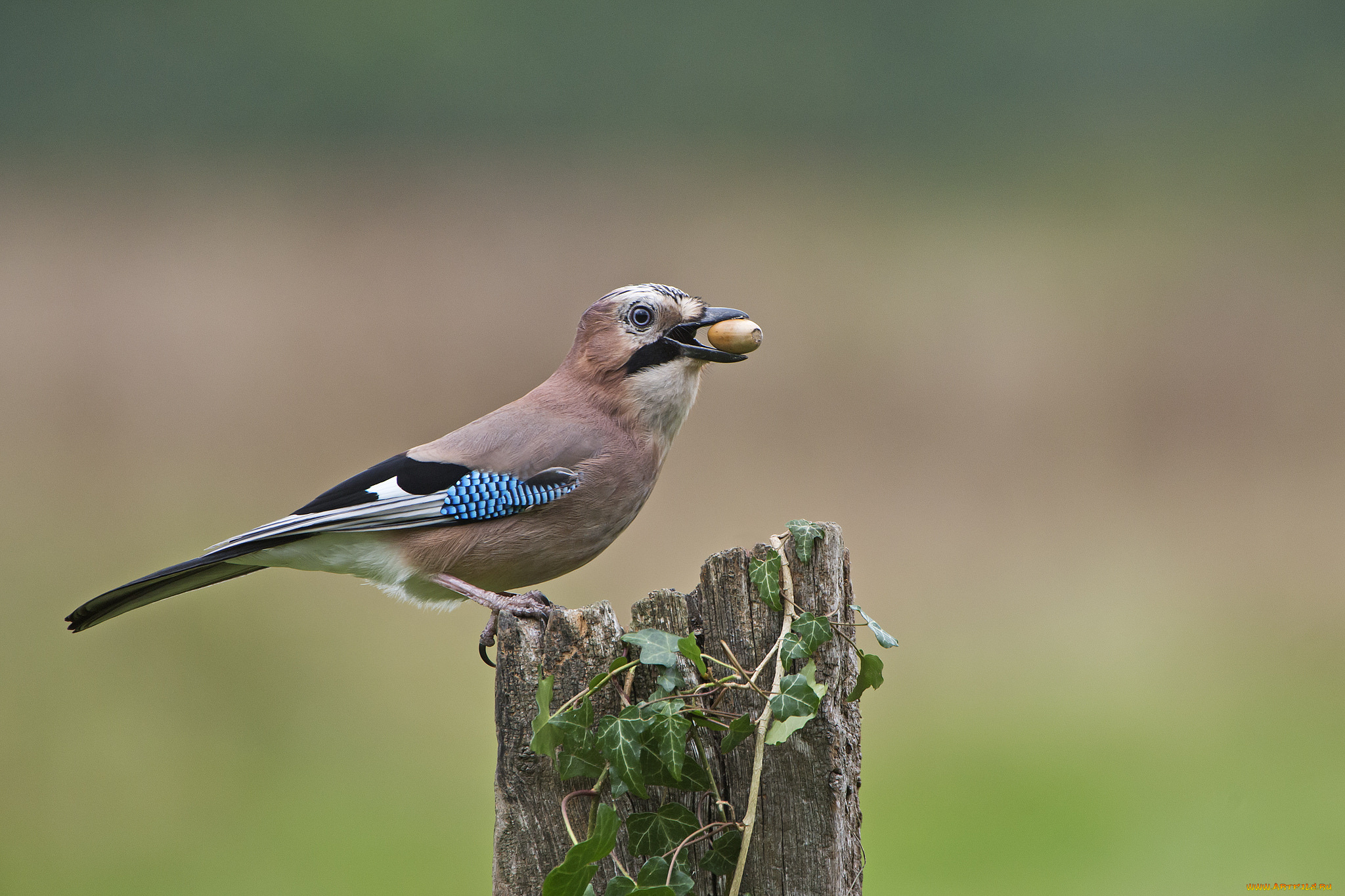 сойка, животные, сойки, птичка
