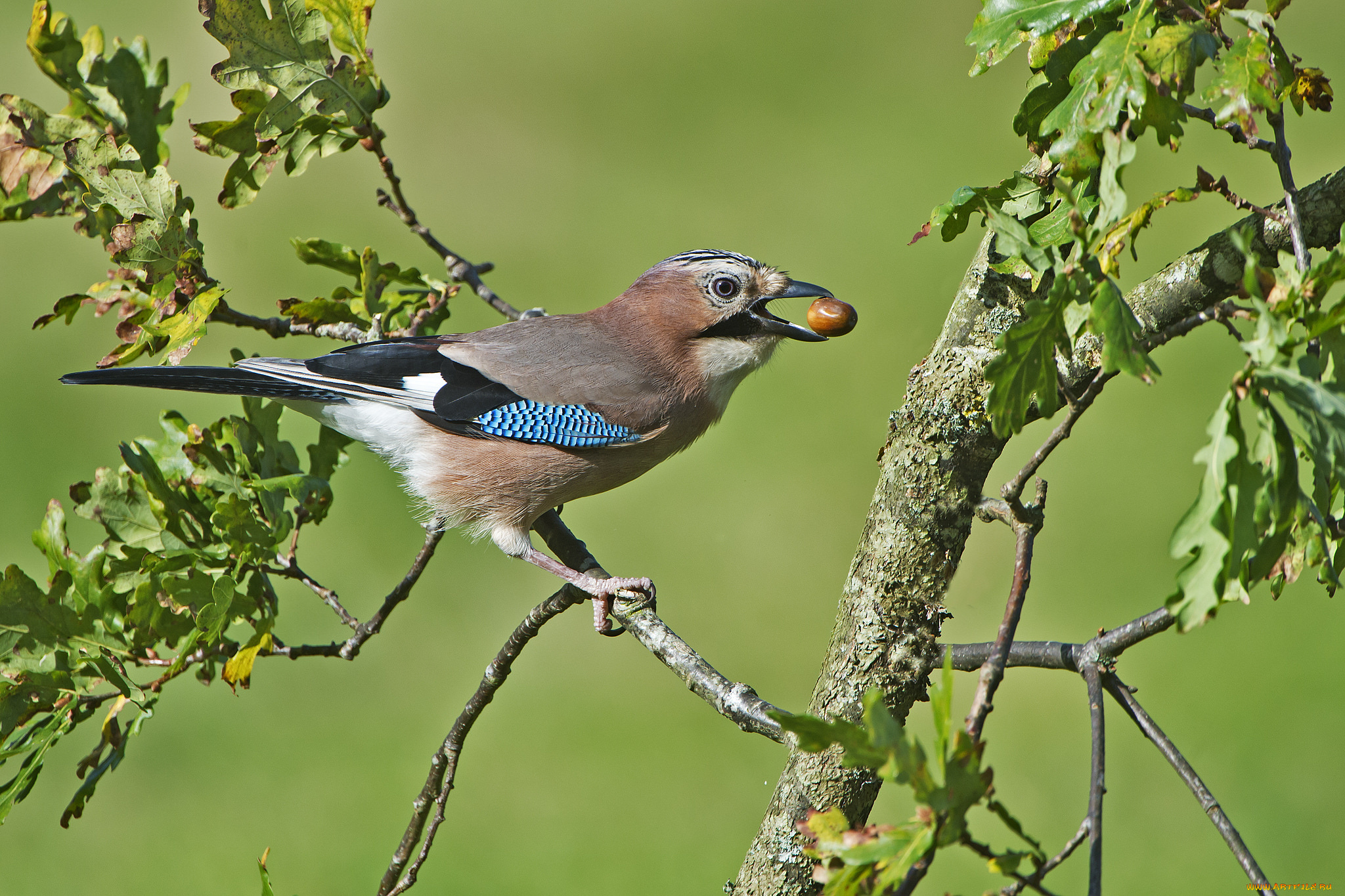 сойка, животные, сойки, птичка