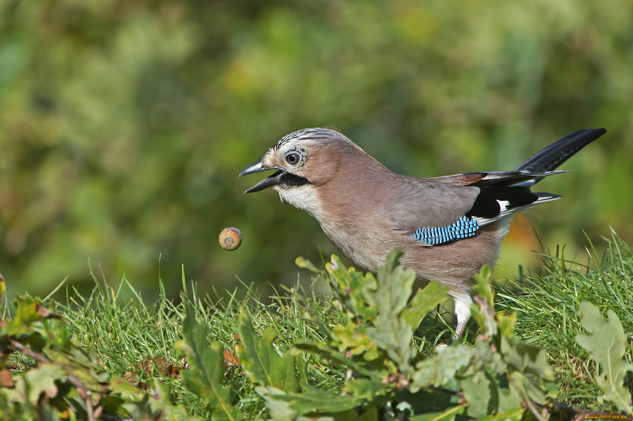 сойка, животные, сойки, птичка