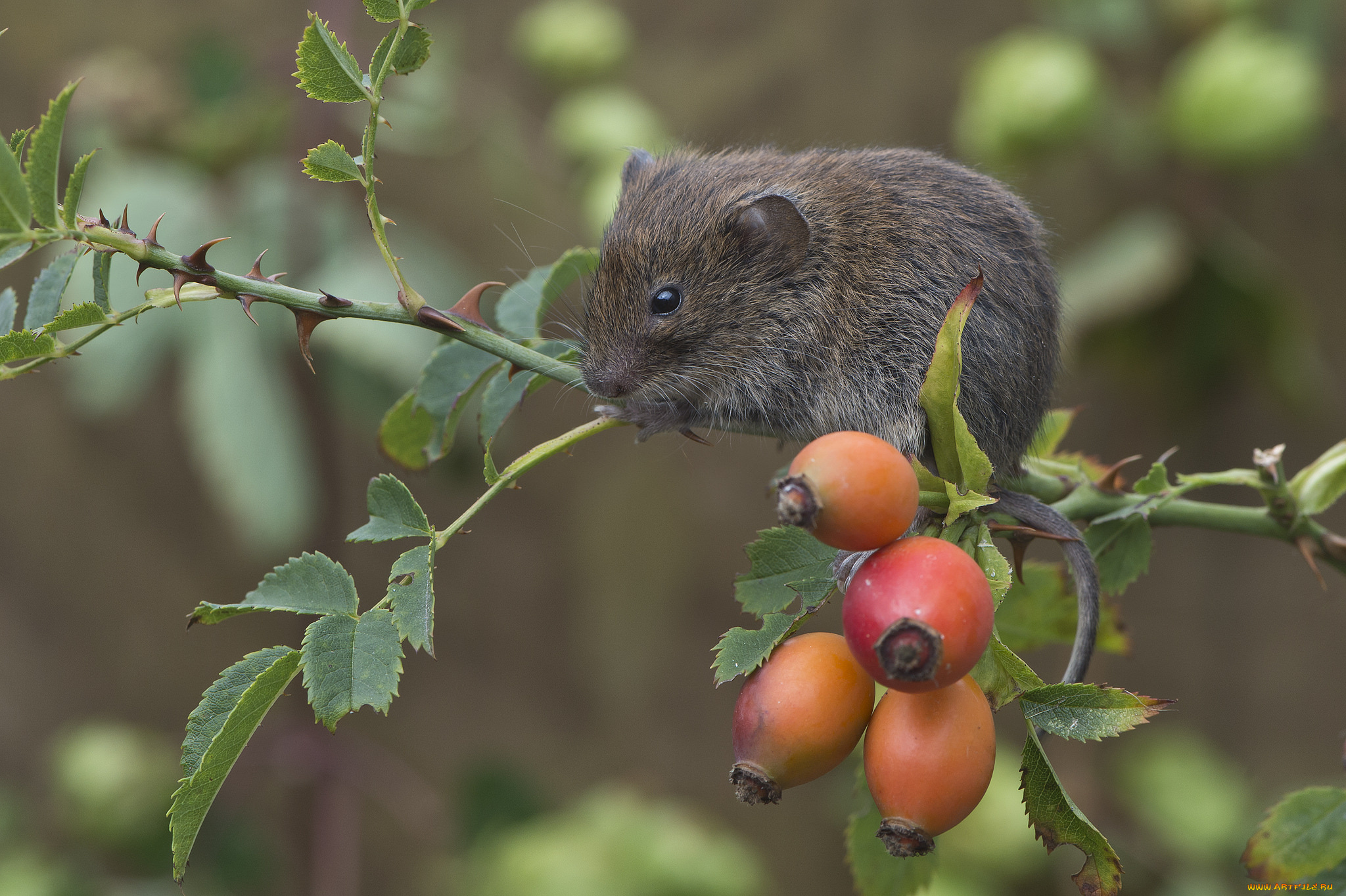 животные, крысы, , мыши, мышка