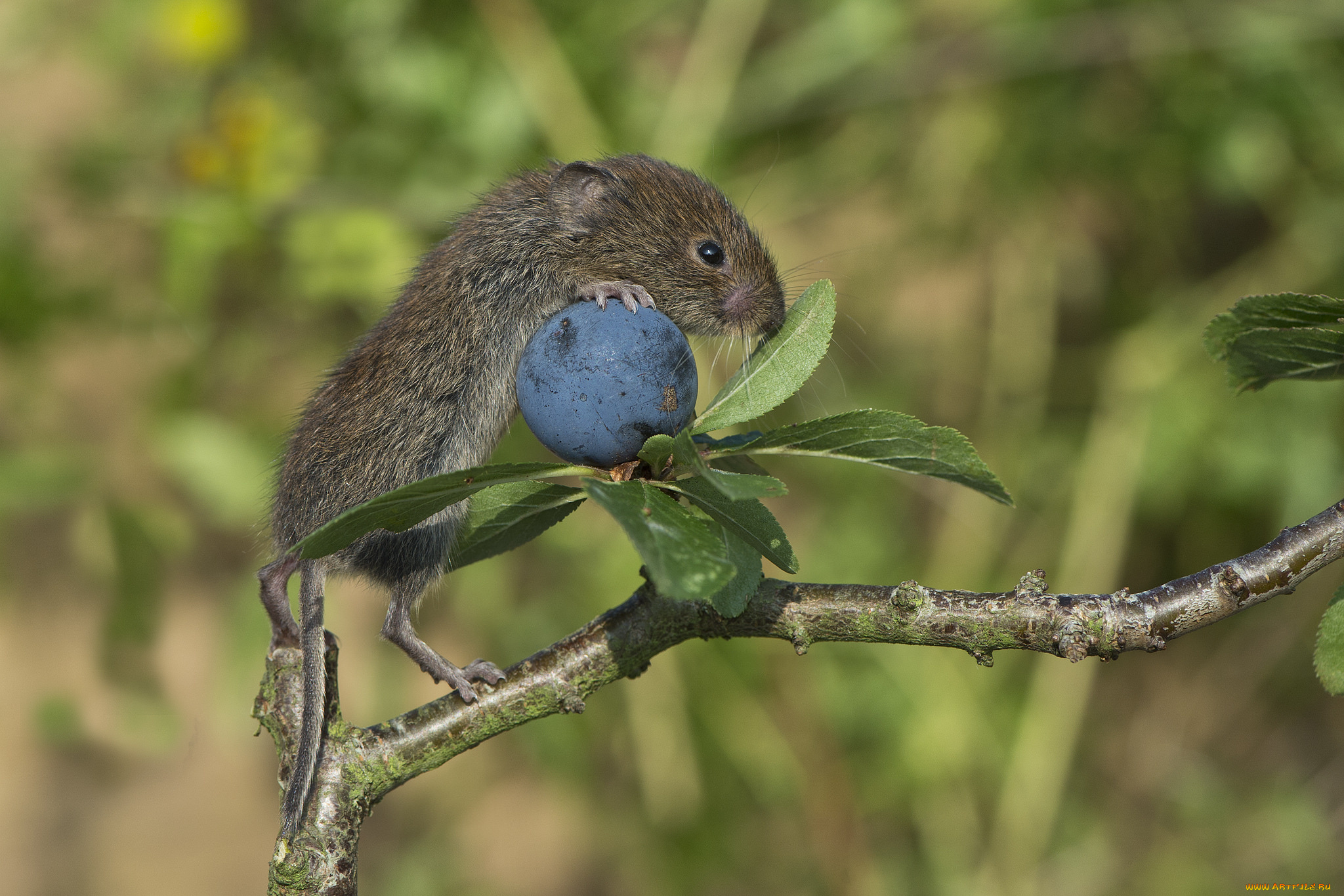 животные, крысы, , мыши, мышка