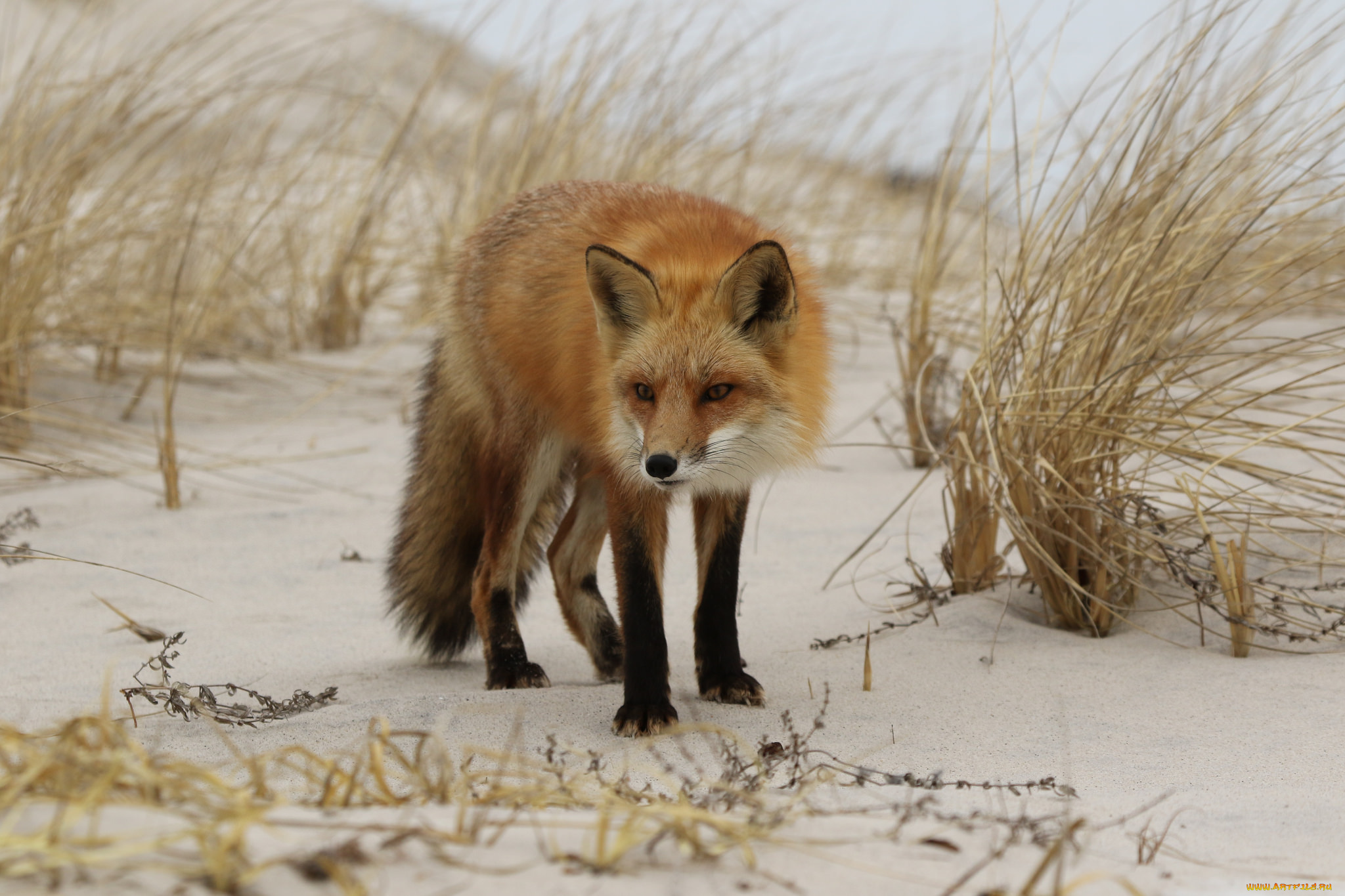 животные, лисы, лисичка