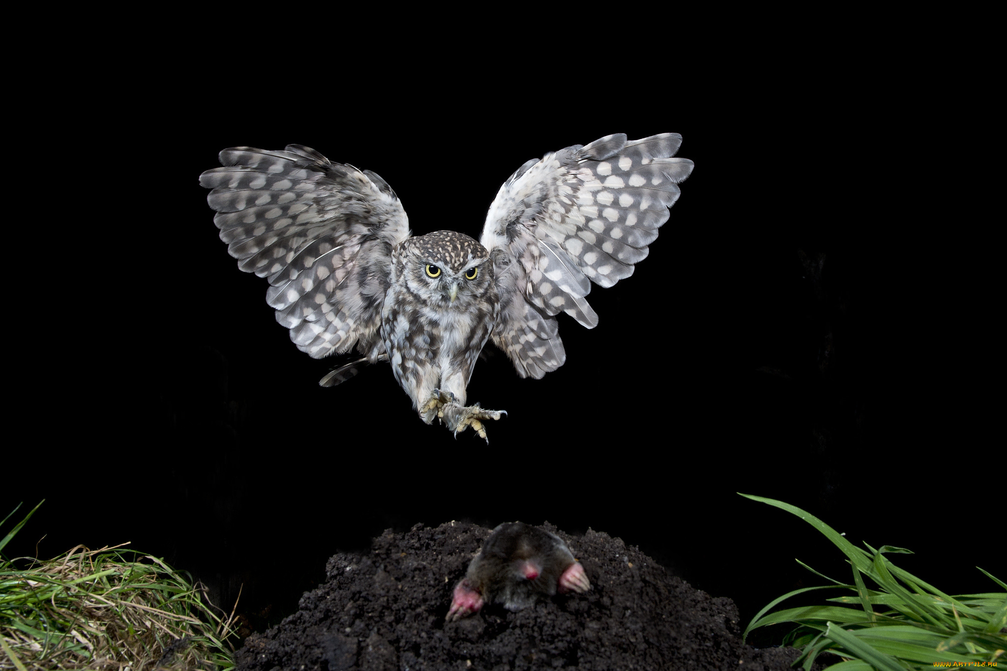 животные, разные, вместе, сова