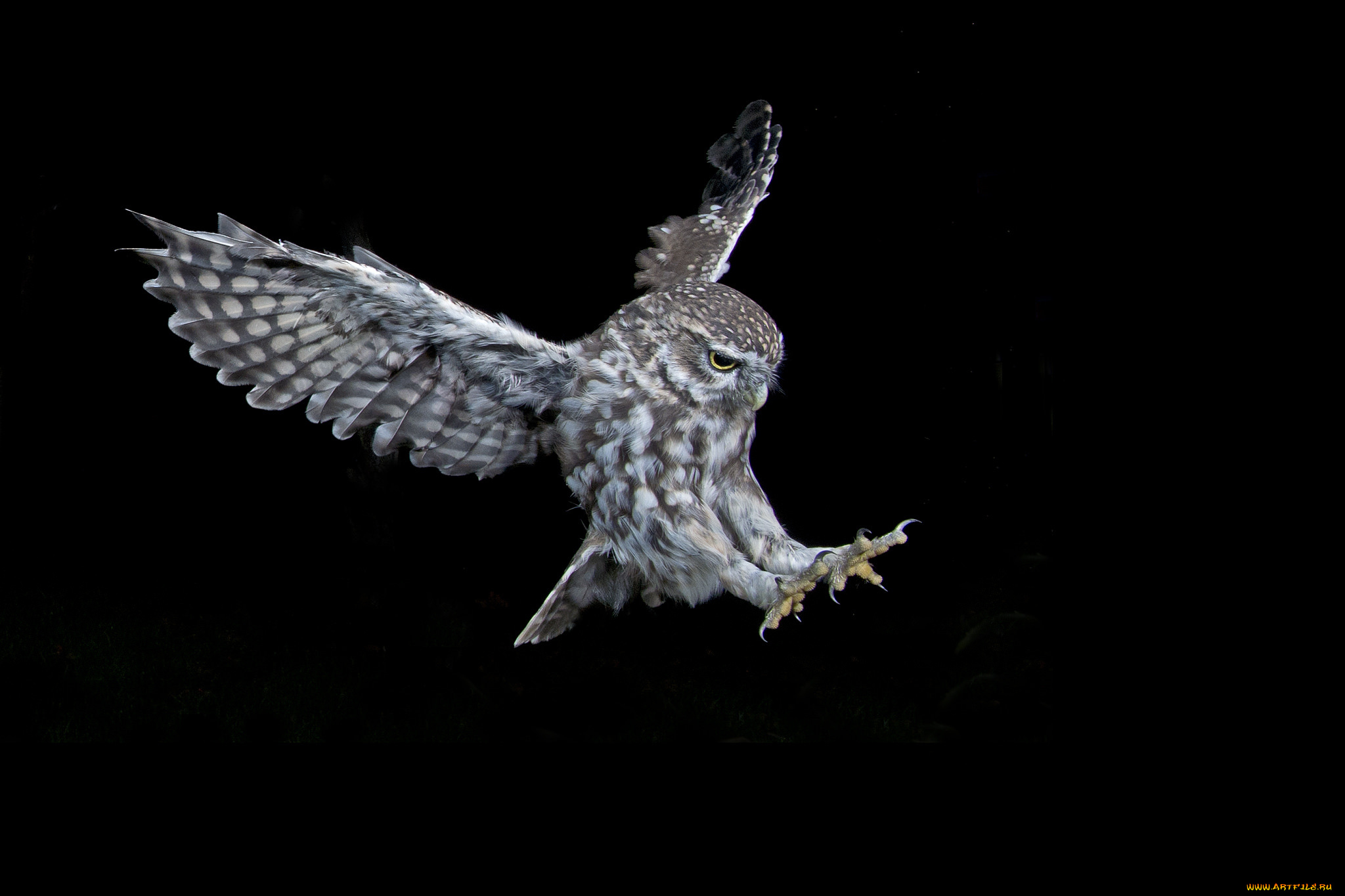 животные, совы, сова