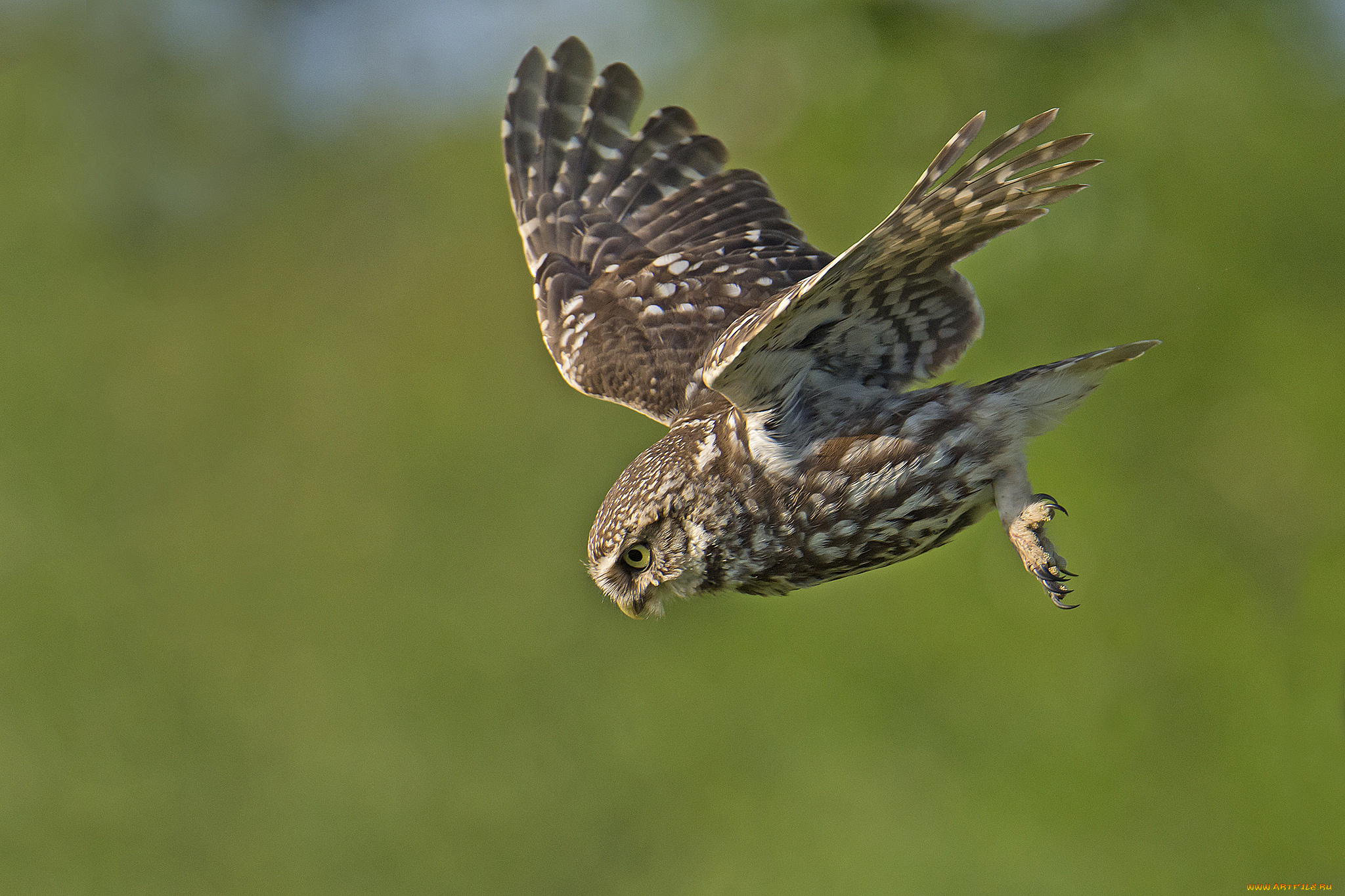 животные, совы, сова