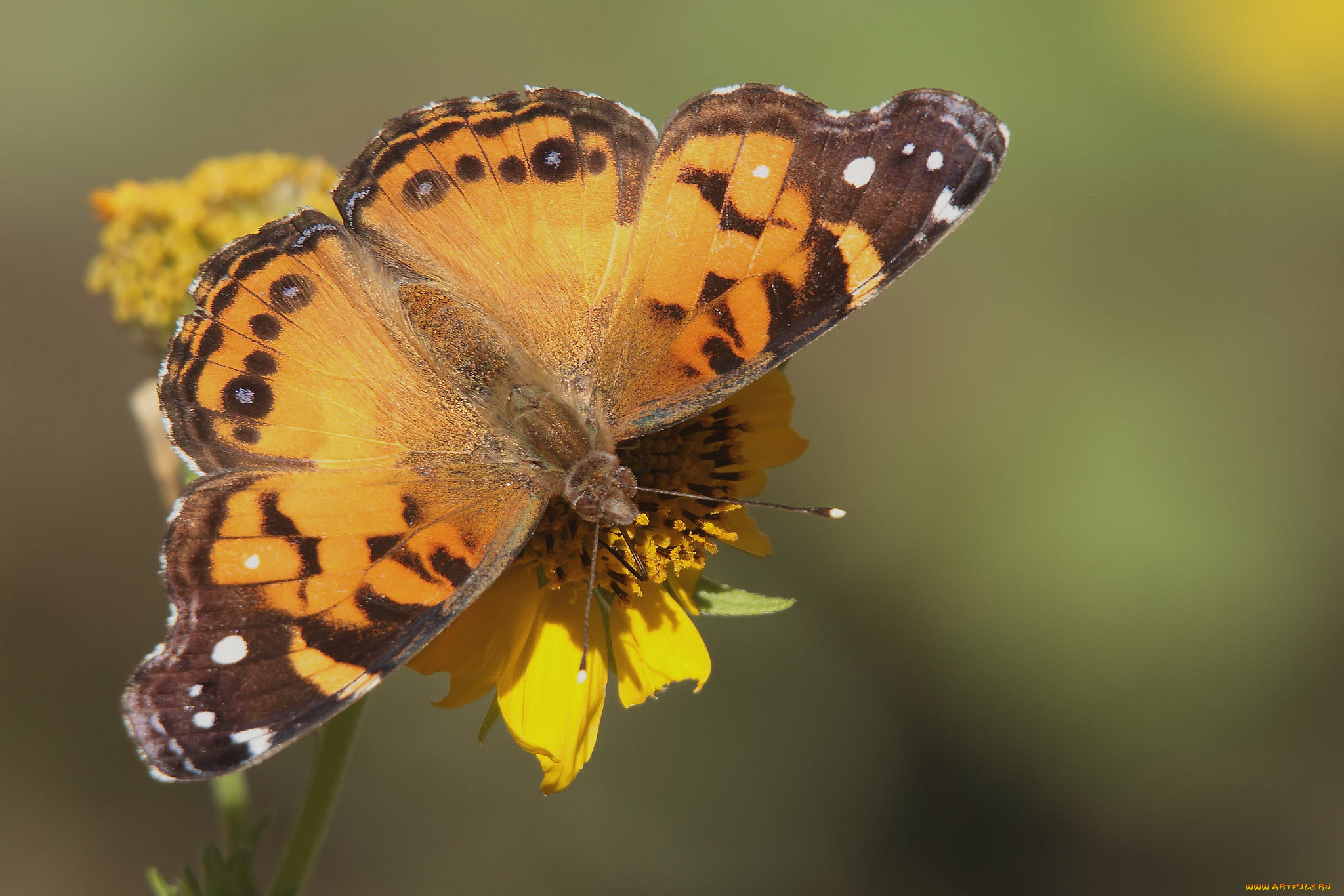 животные, бабочки, , мотыльки, , моли, бабочка