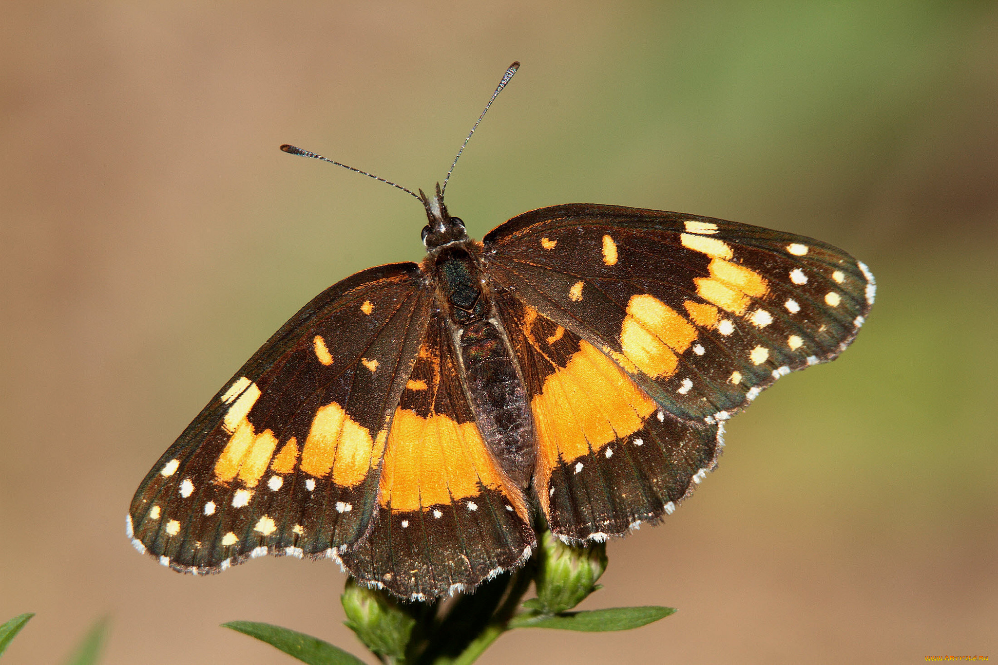 животные, бабочки, , мотыльки, , моли, бабочка