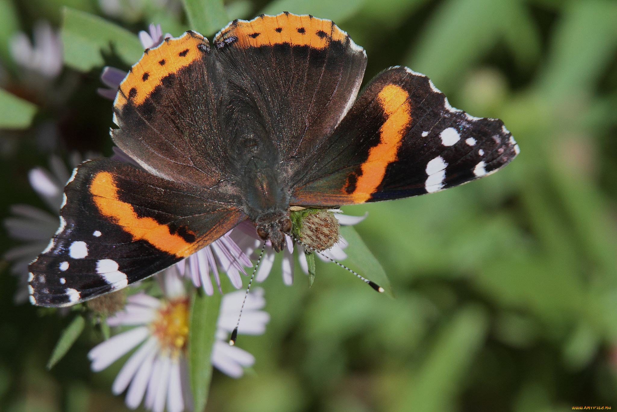животные, бабочки, , мотыльки, , моли, бабочка