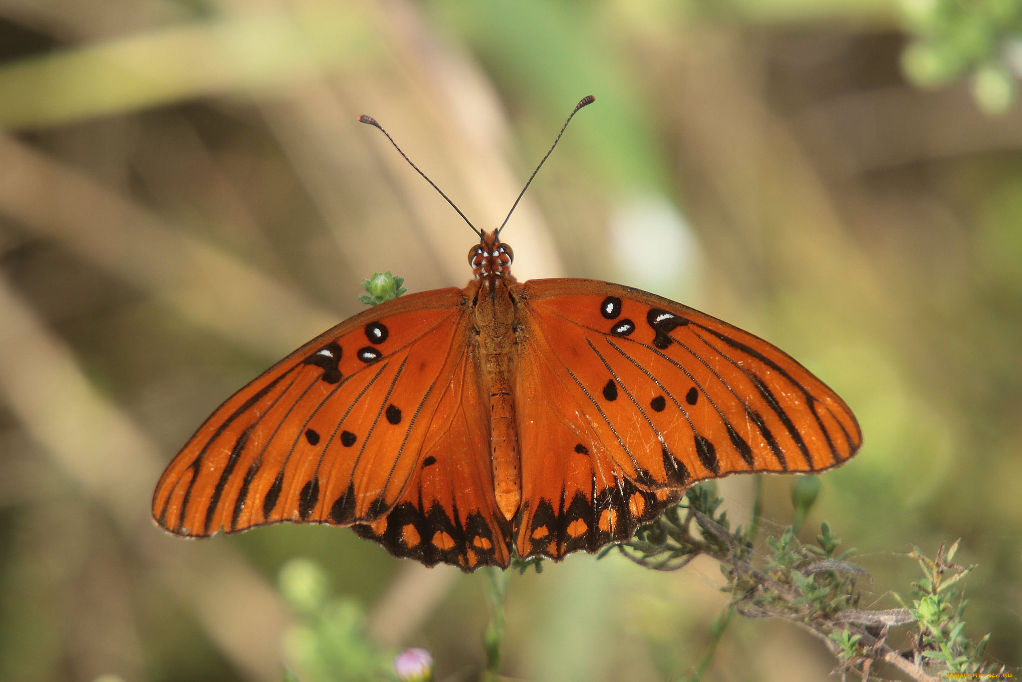 животные, бабочки, , мотыльки, , моли, бабочка