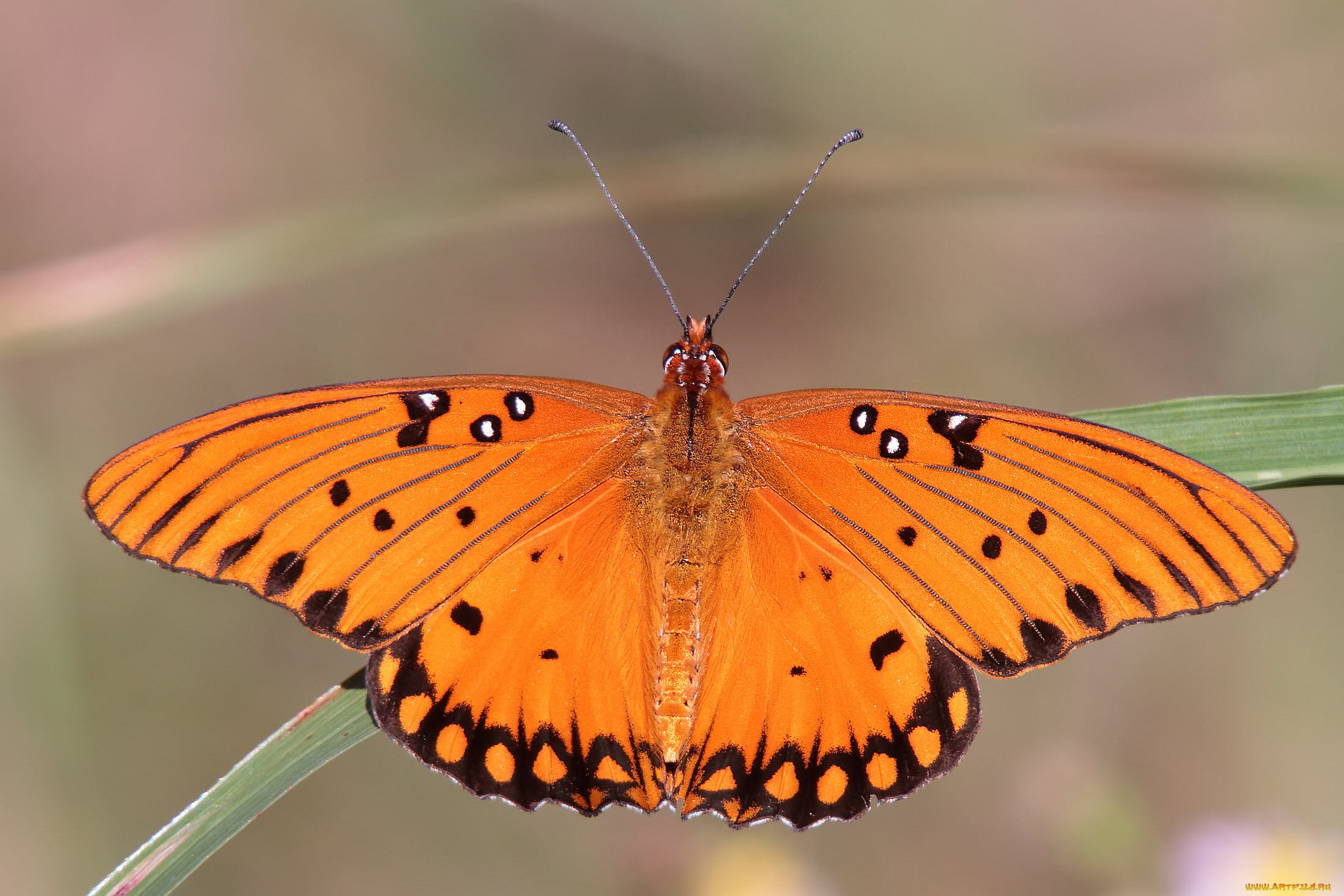животные, бабочки, , мотыльки, , моли, бабочка