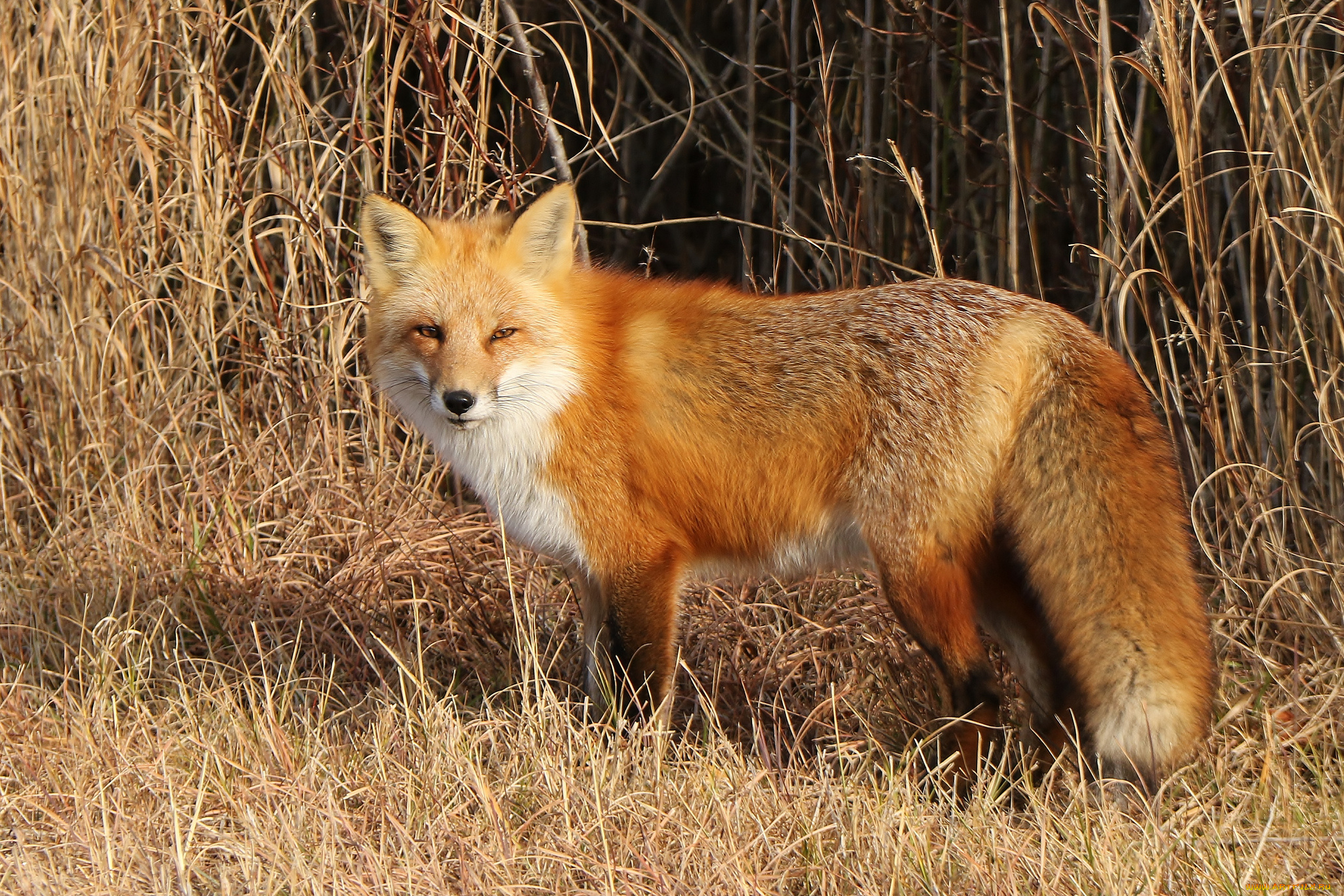 животные, лисы, лисичка