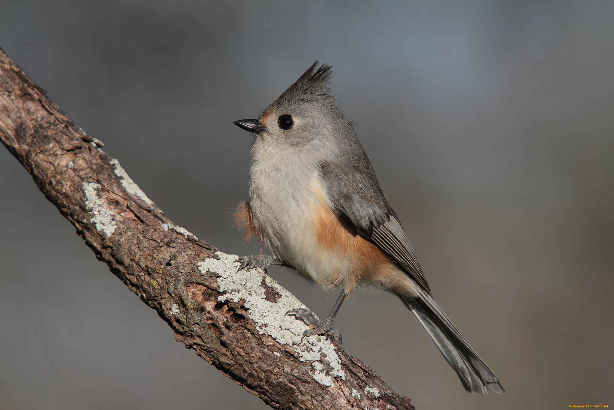 животные, птицы, птичка