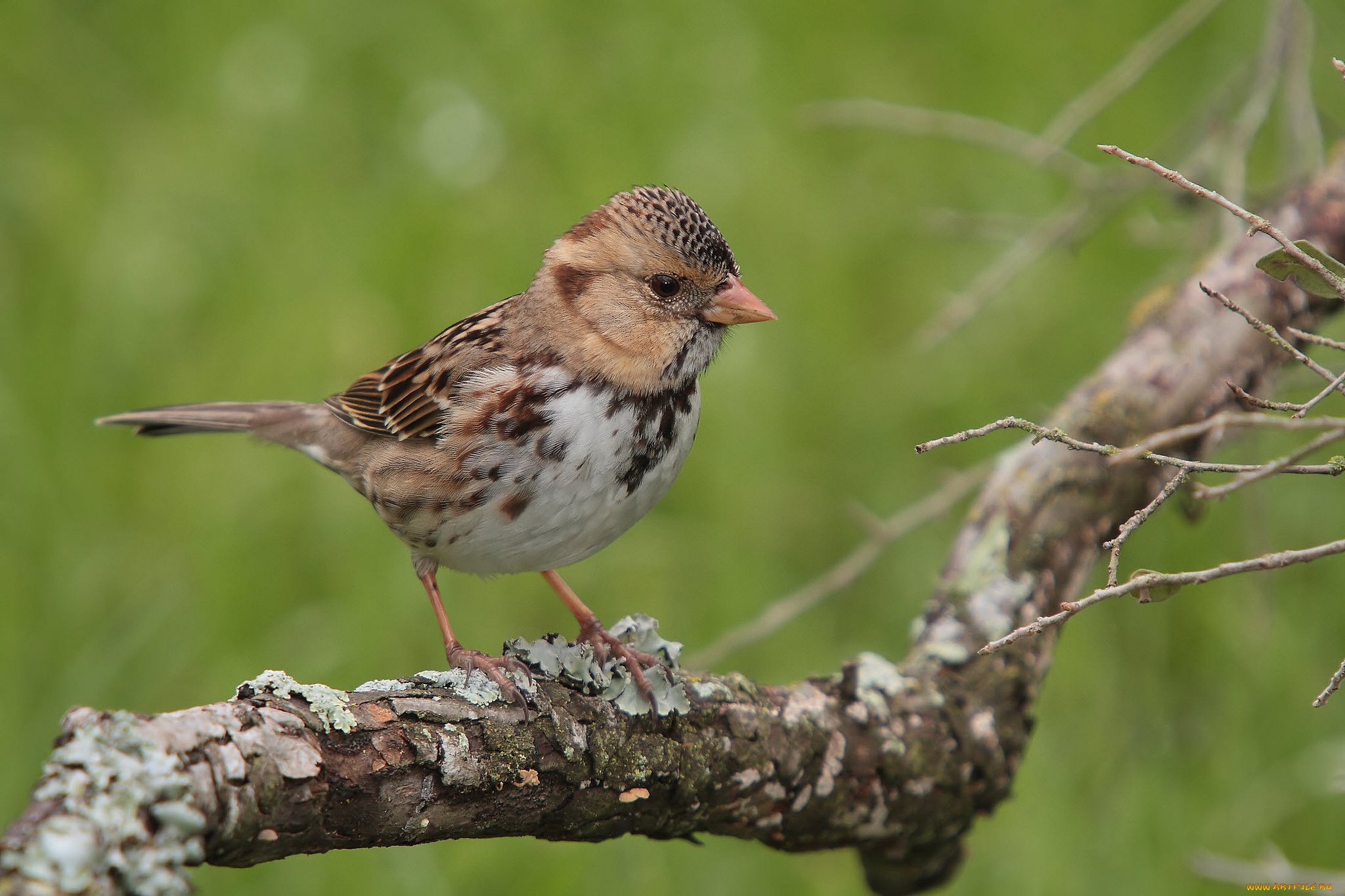 животные, воробьи, птичка