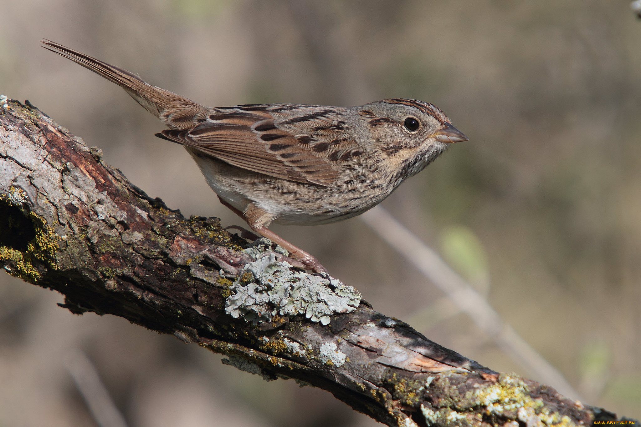животные, воробьи, птичка