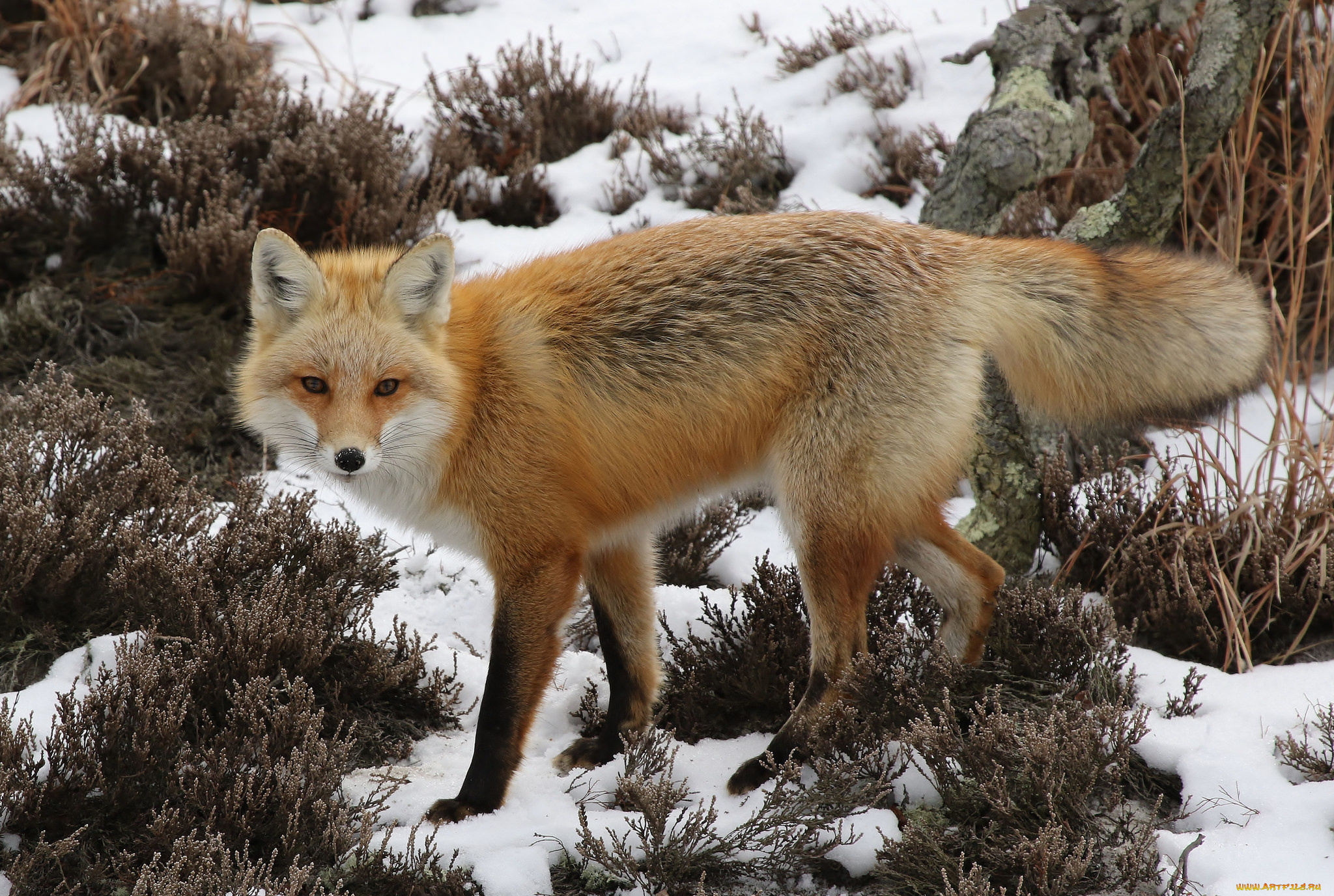 животные, лисы, лисичка