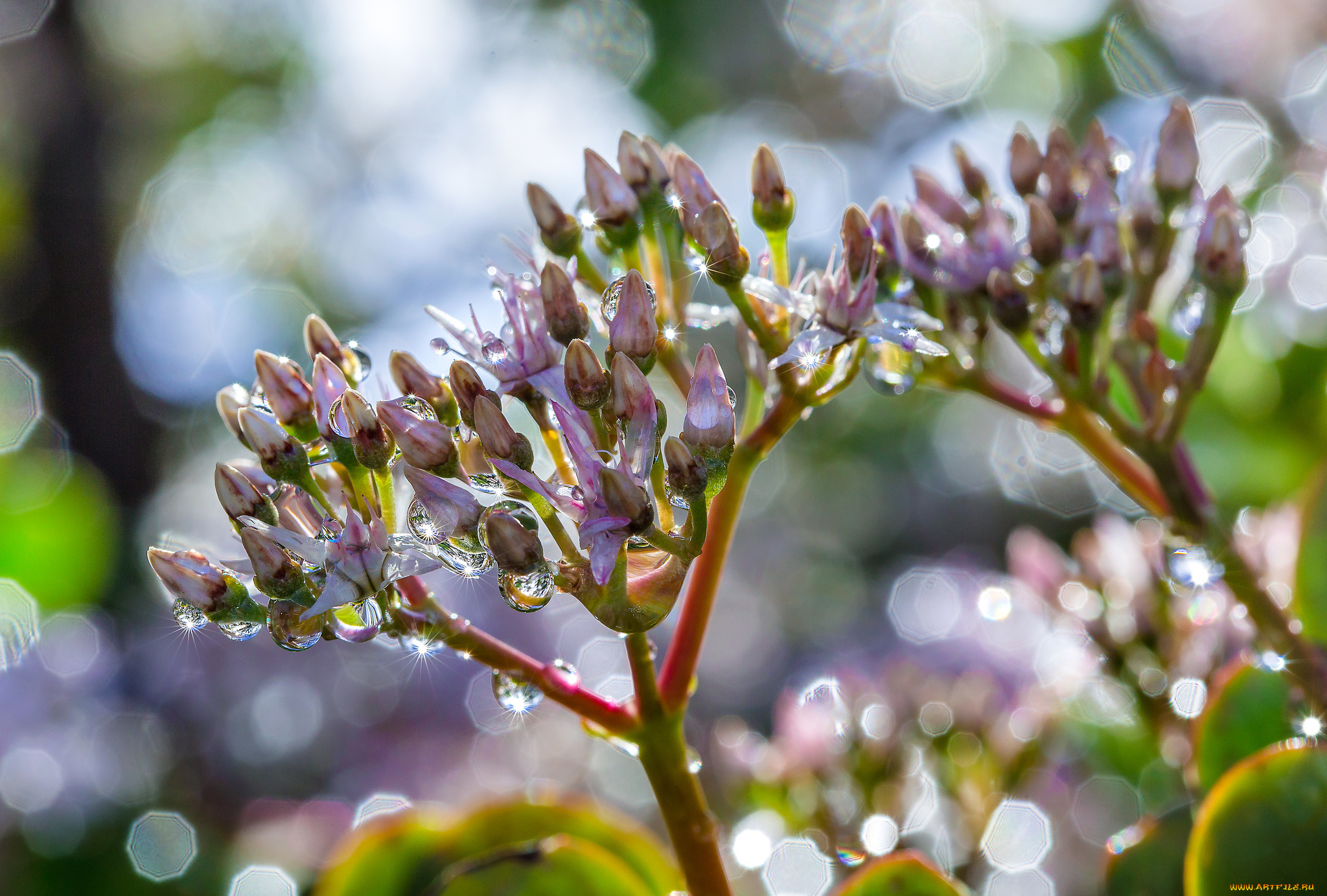 цветы, роса, вода, макро, сиреневые, боке, блики, капли