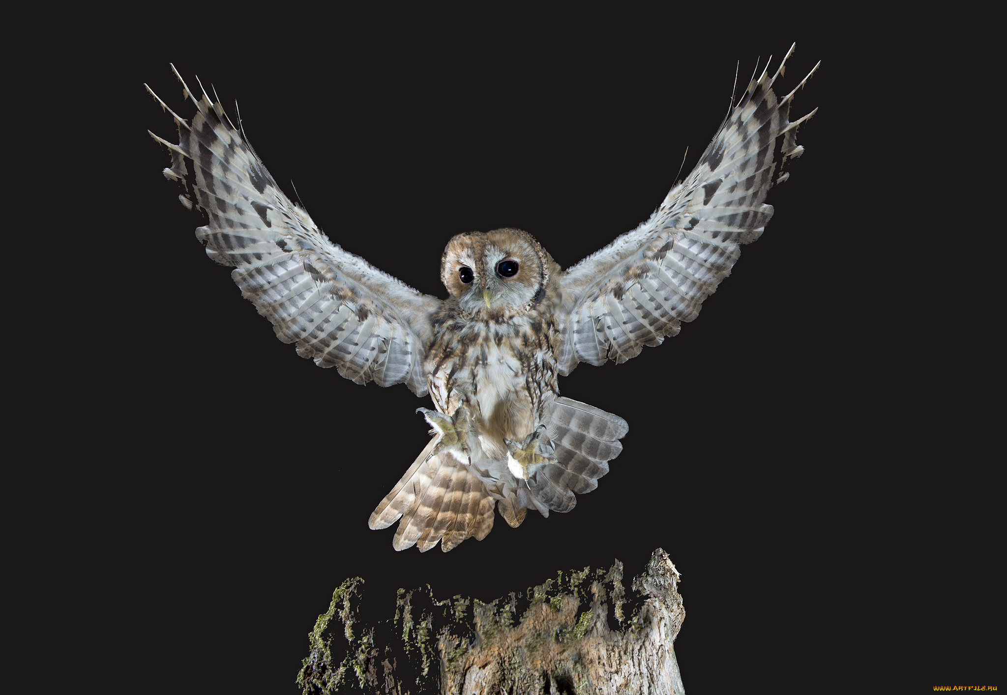 животные, совы, сова