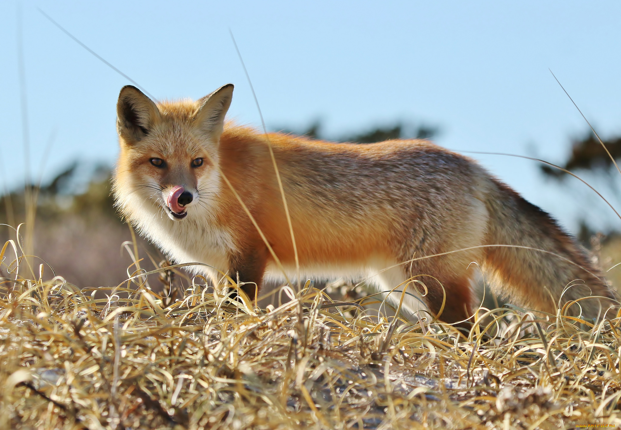 животные, лисы, лисичка
