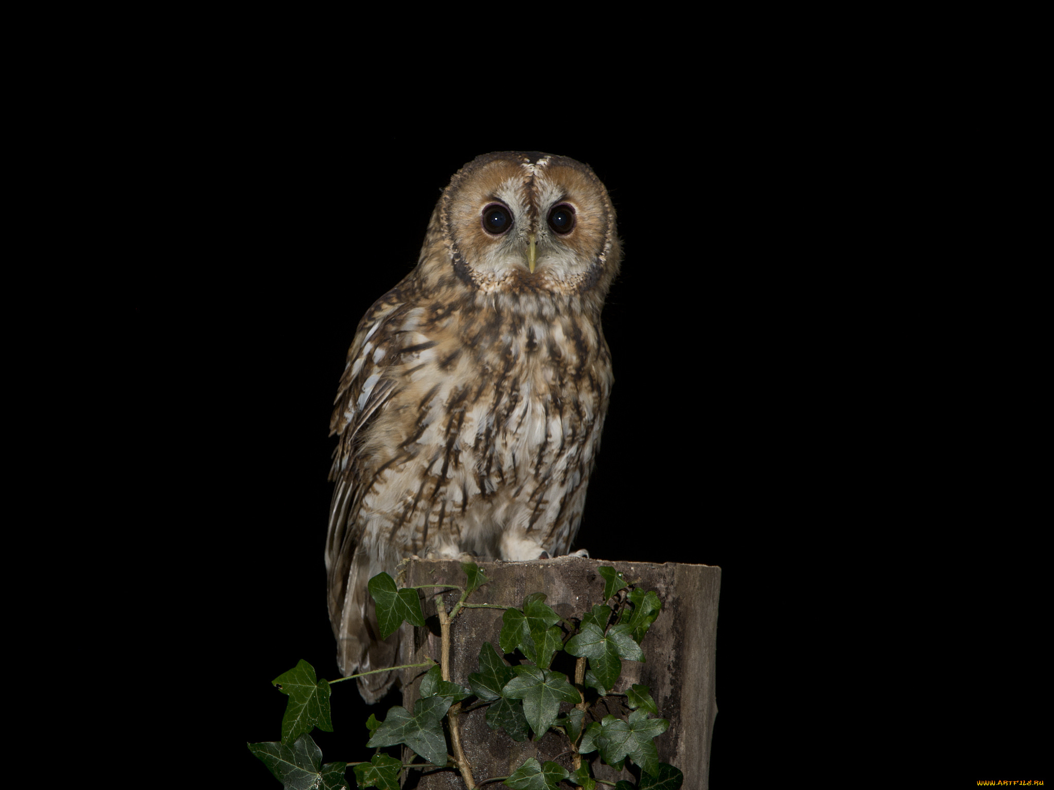 животные, совы, сова