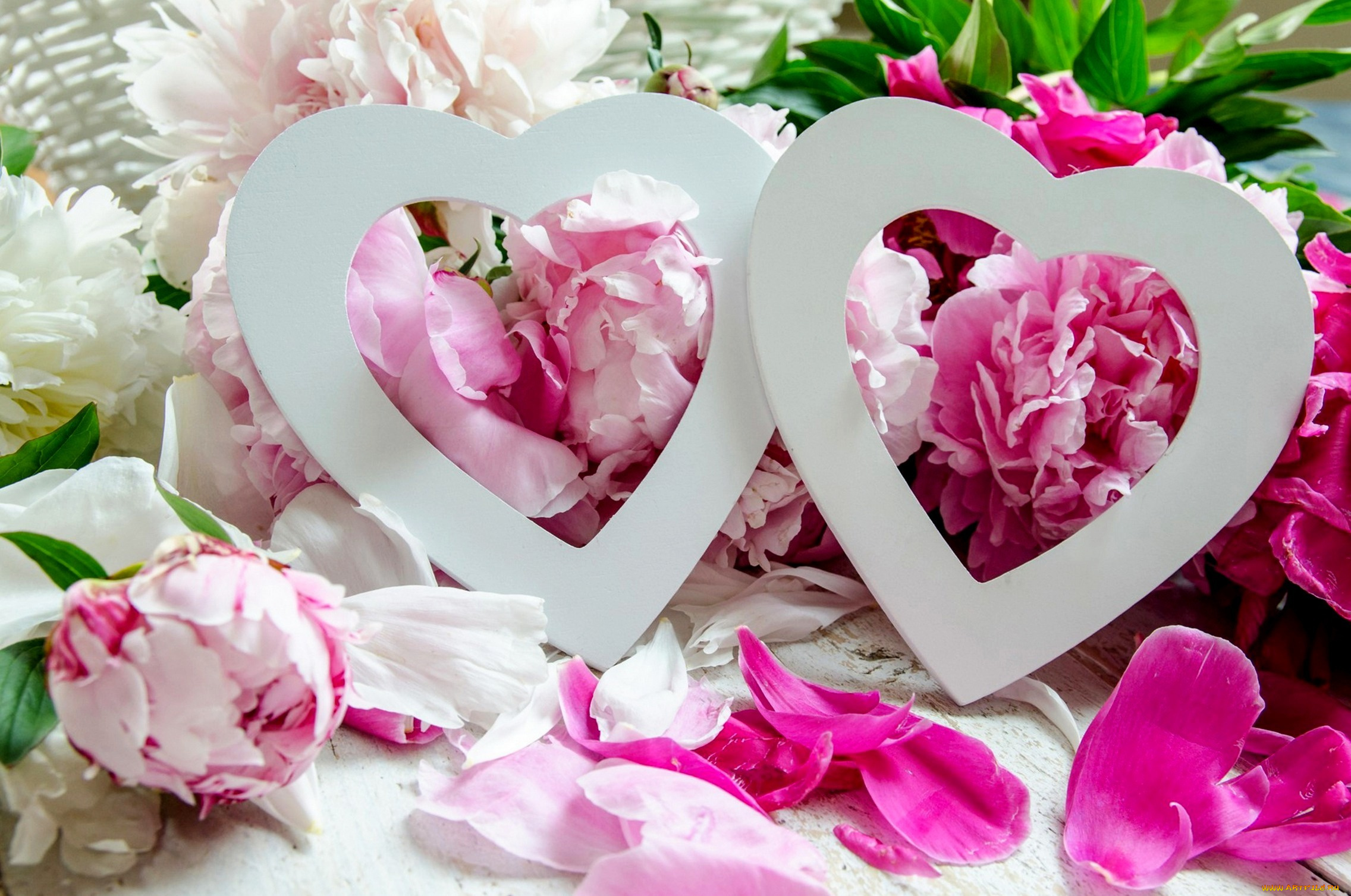 праздничные, день, святого, валентина, , сердечки, , любовь, пионы, лепестки, сердечки