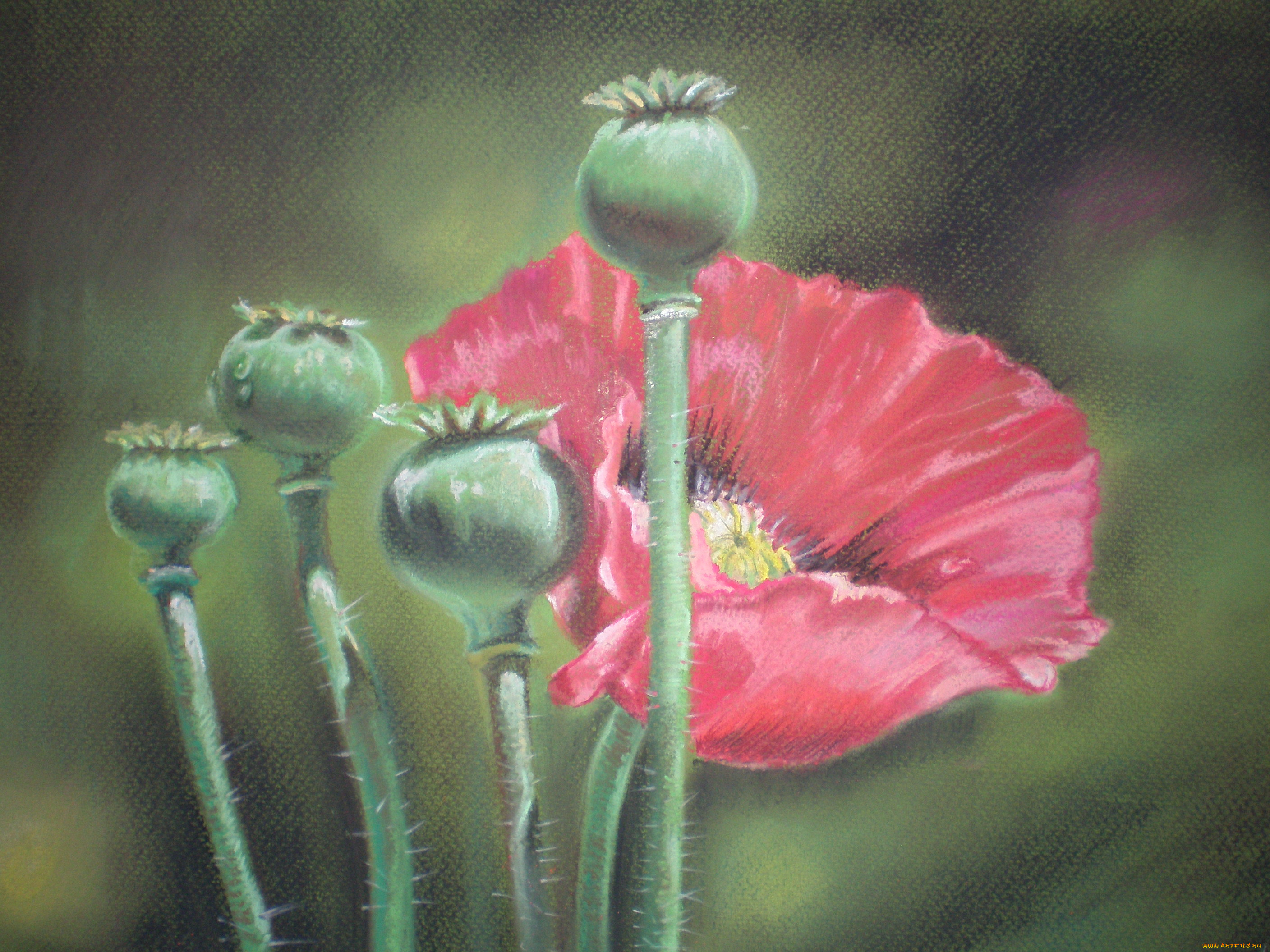 мак, рисованное, цветы