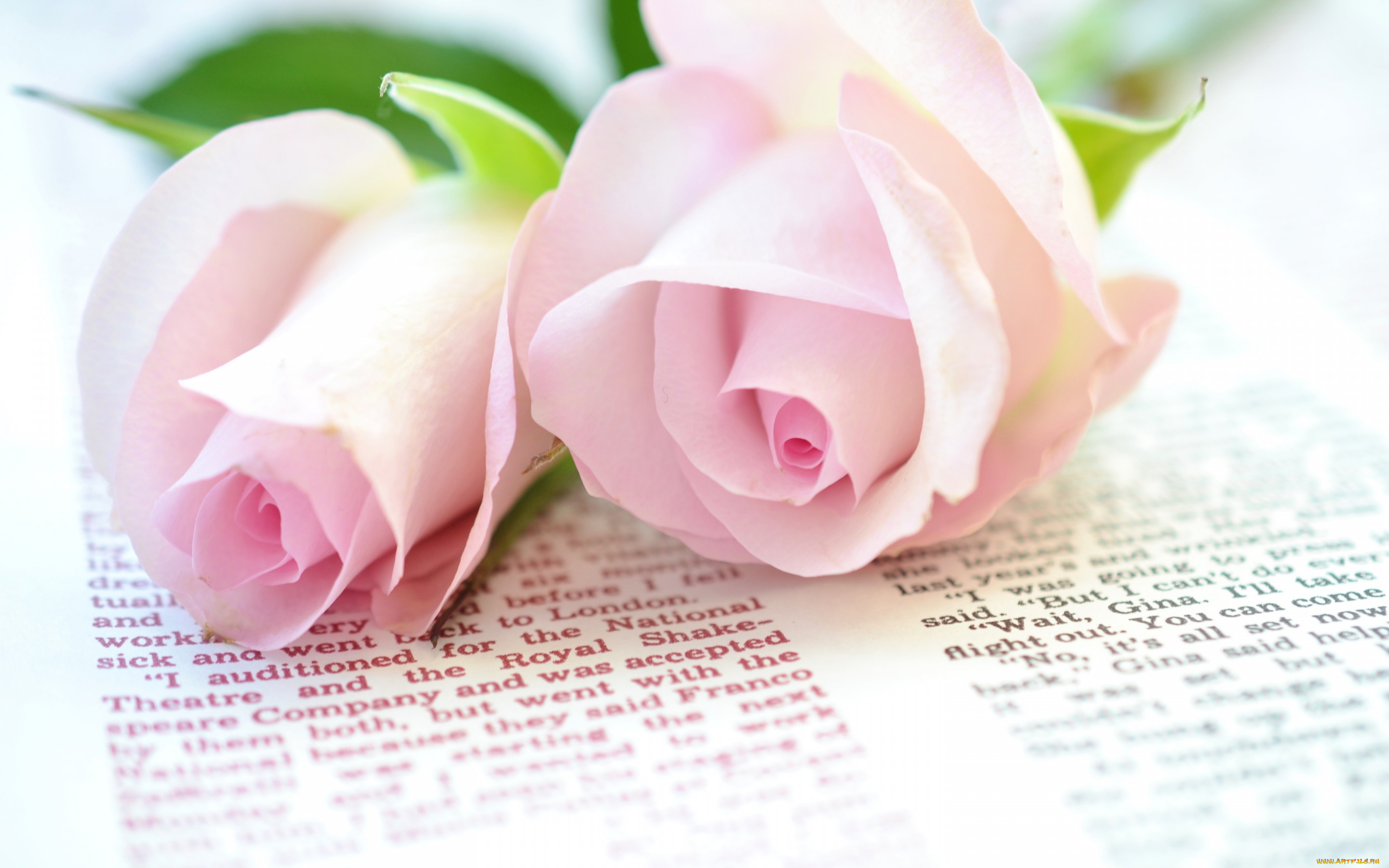 цветы, розы, текст, розовые