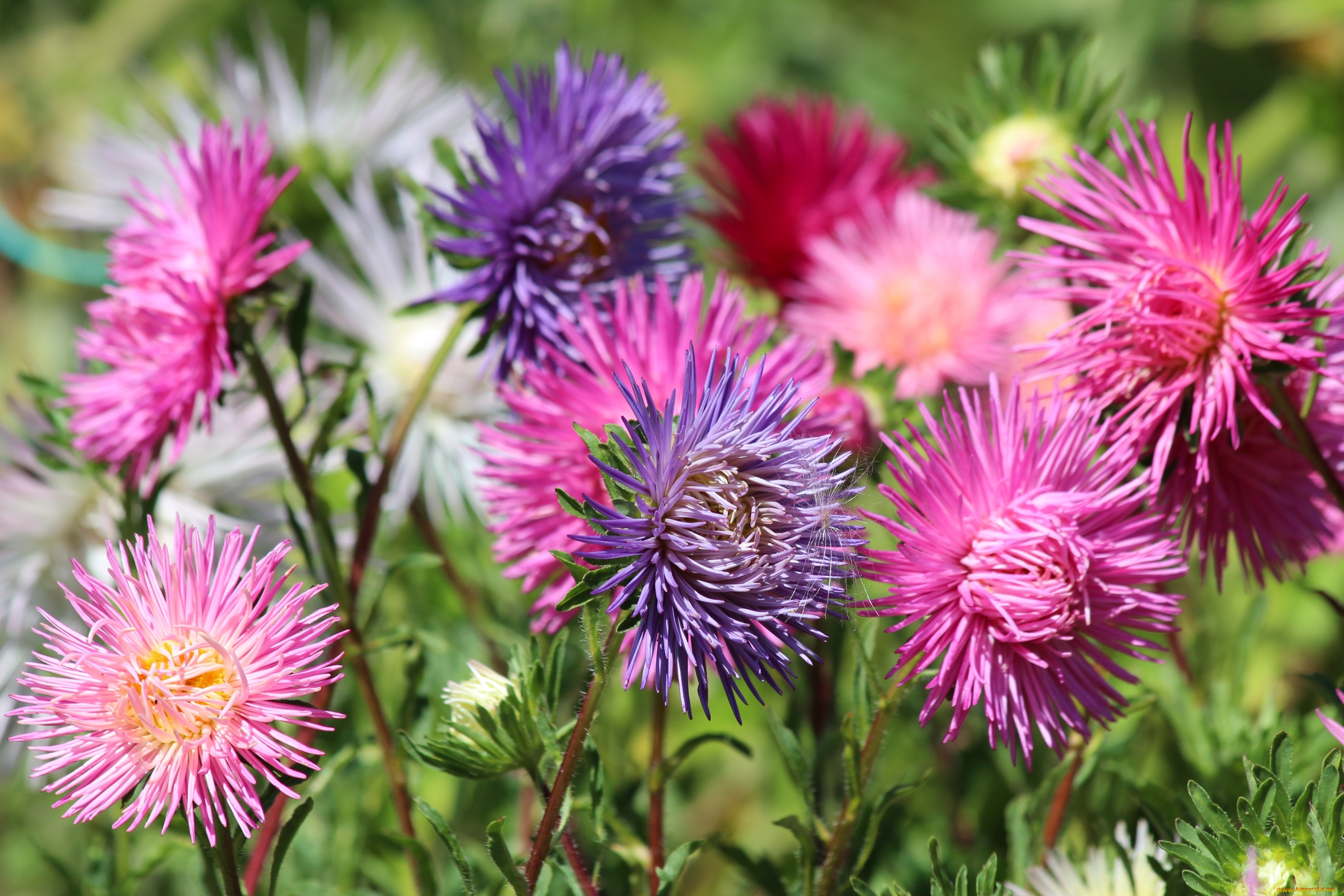 цветы, астры, разноцветные, осень