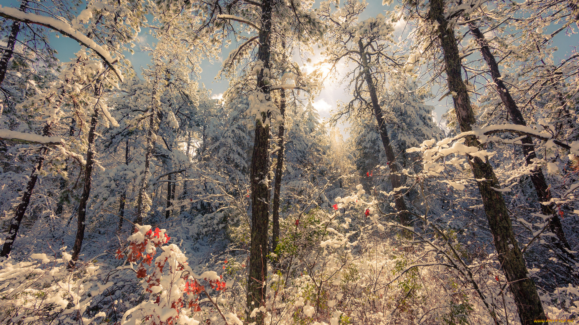 природа, лес, иней, ели