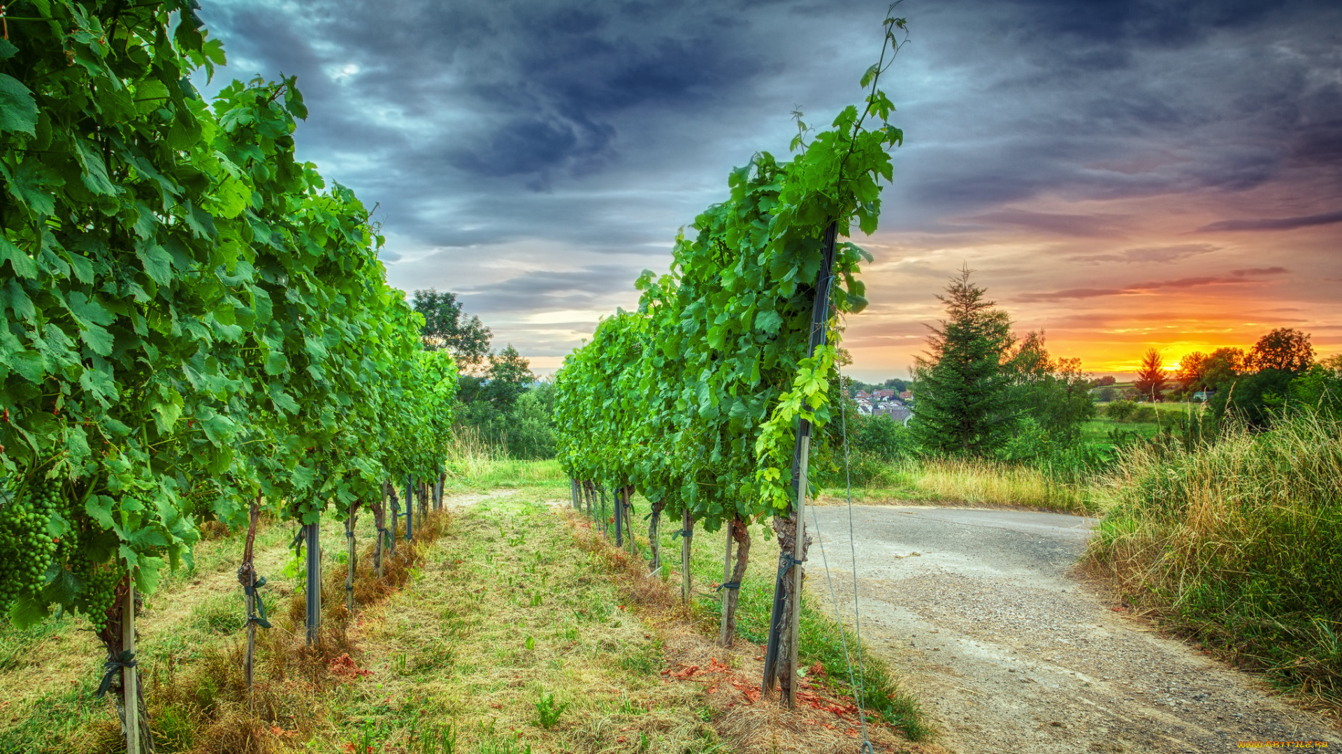 природа, пейзажи, дорога, виноградник, заря