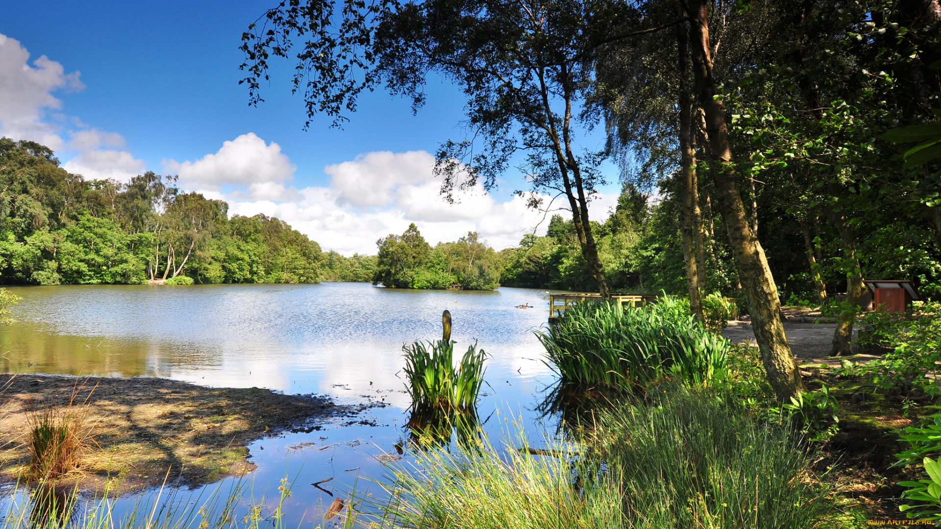 природа, реки, озера, лес, река