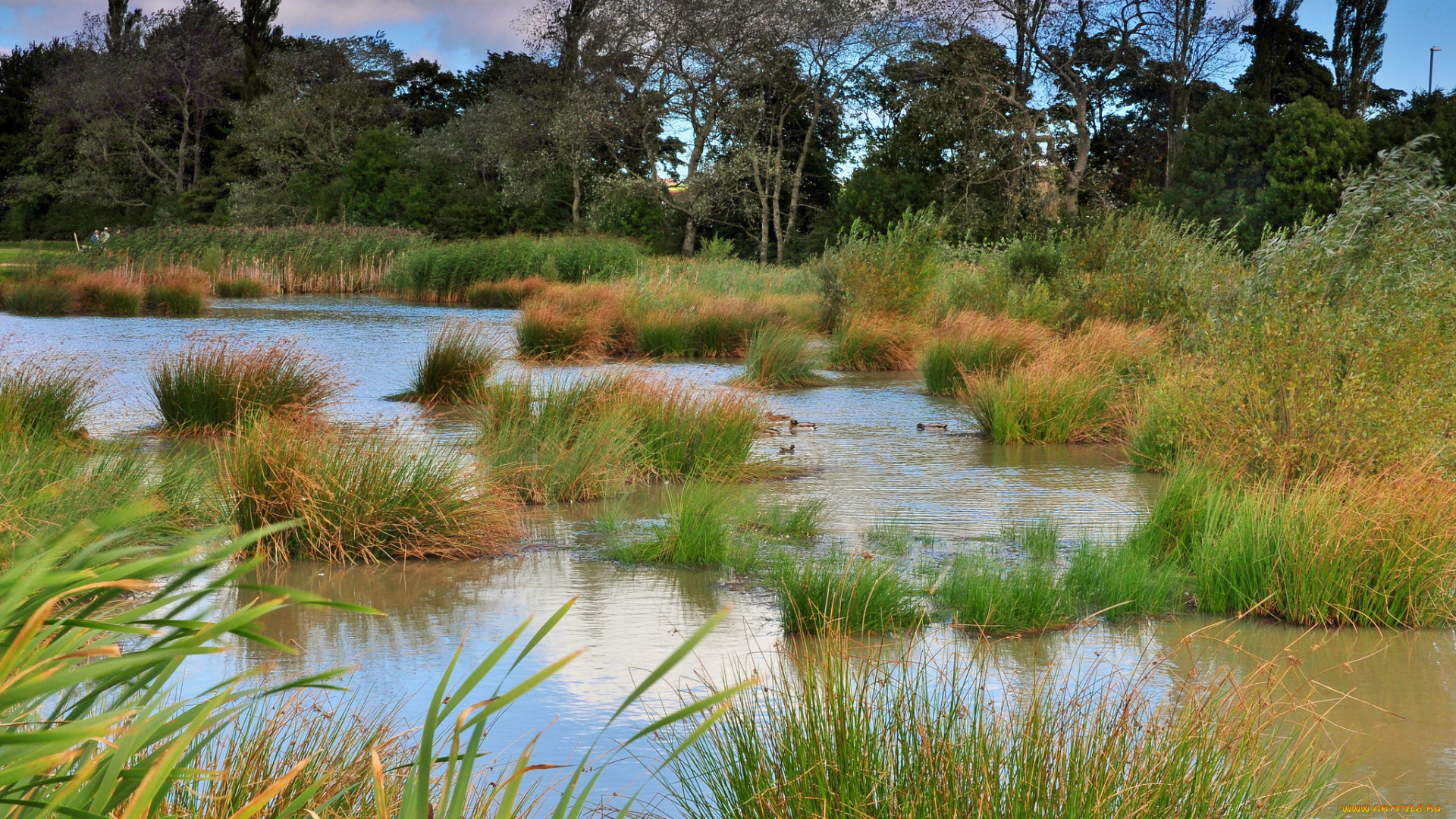 природа, реки, озера, лес, река