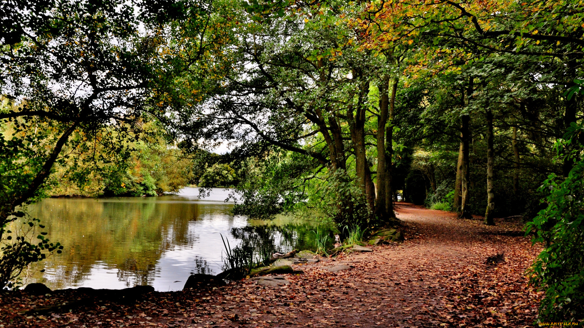 природа, реки, озера, лес, река