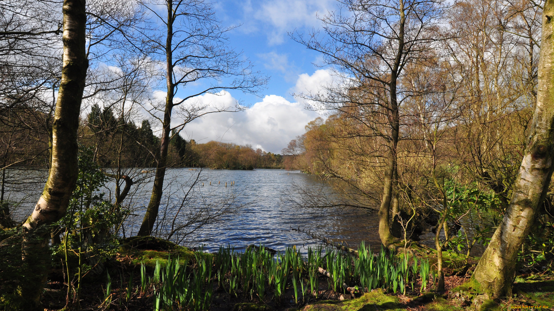 природа, реки, озера, лес, река