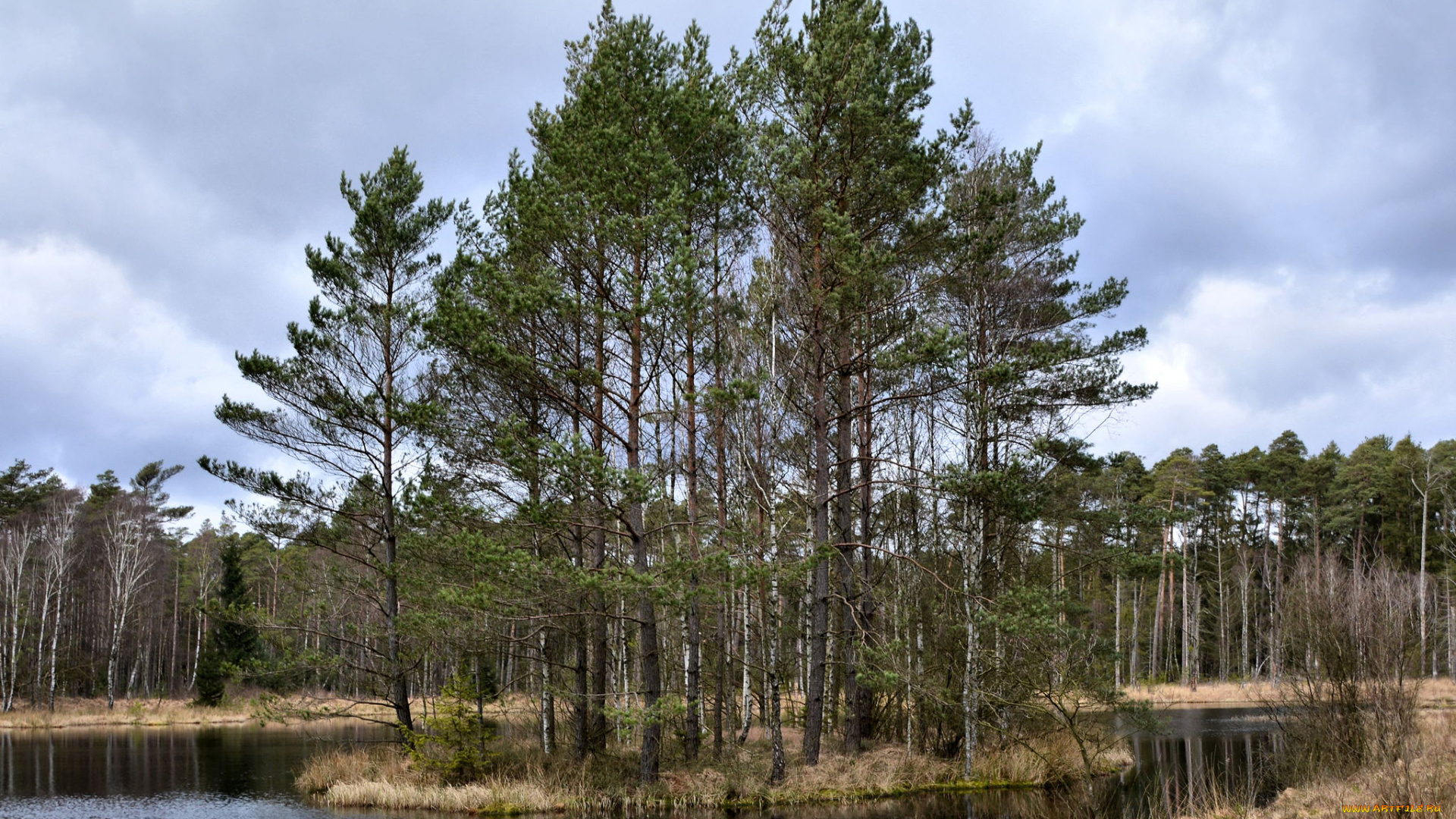 природа, реки, озера, лес, река