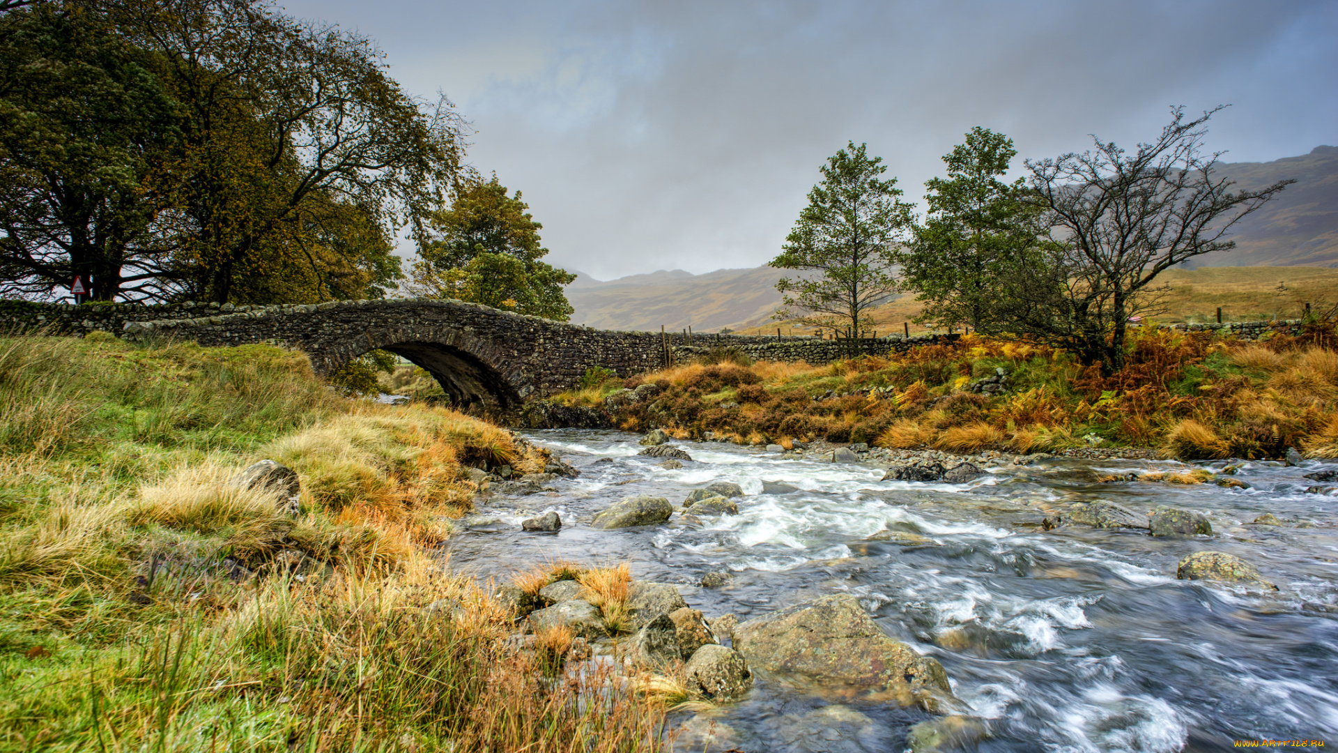 природа, реки, озера, лес, река