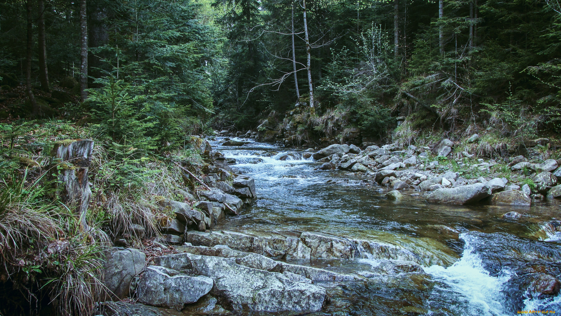 природа, реки, озера, лес, река