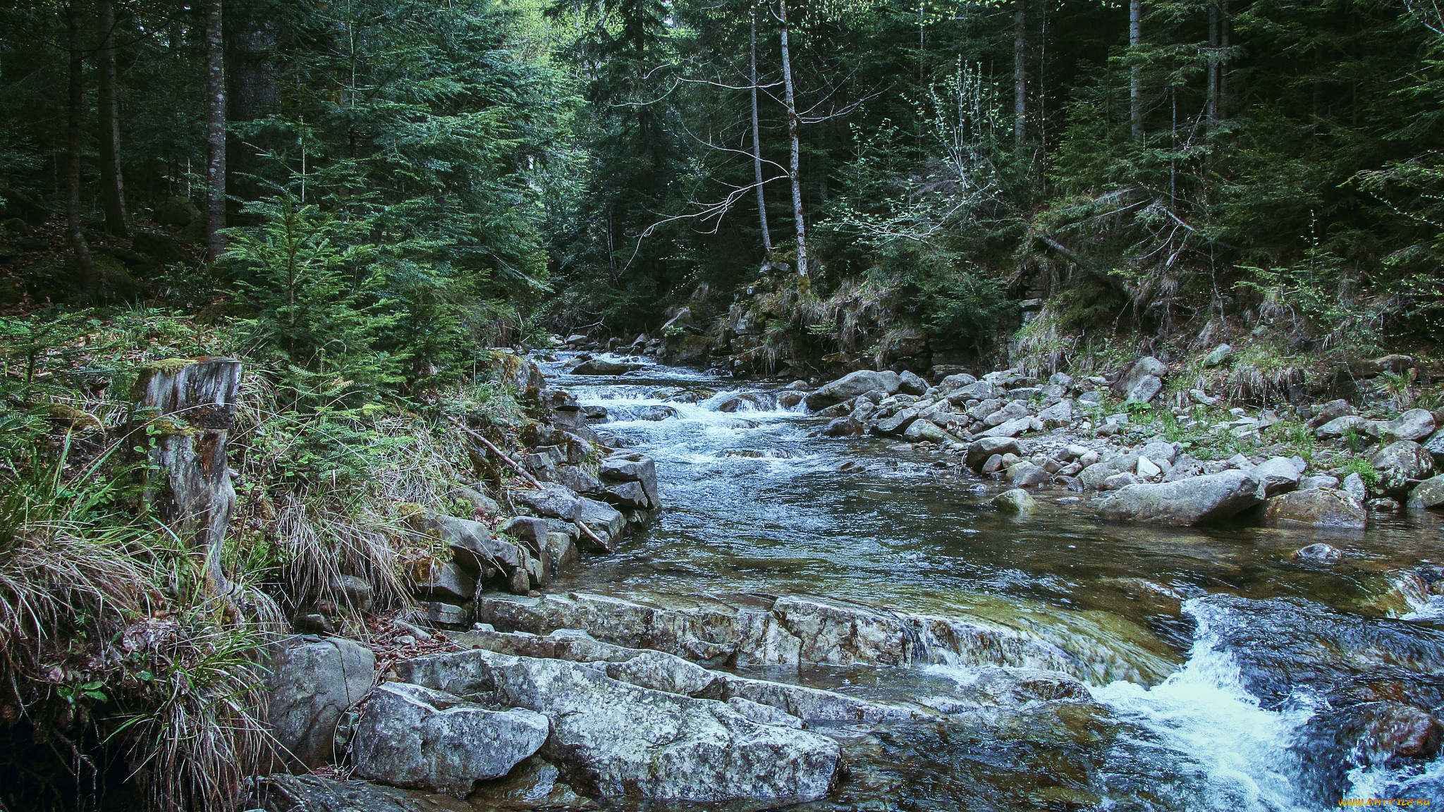 природа, реки, озера, лес, река