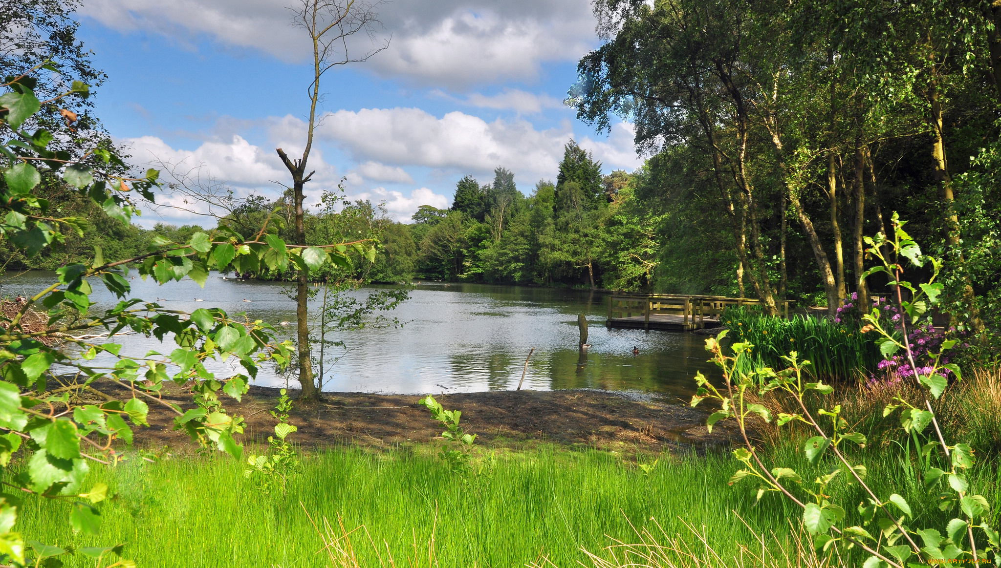 природа, реки, озера, лес, река