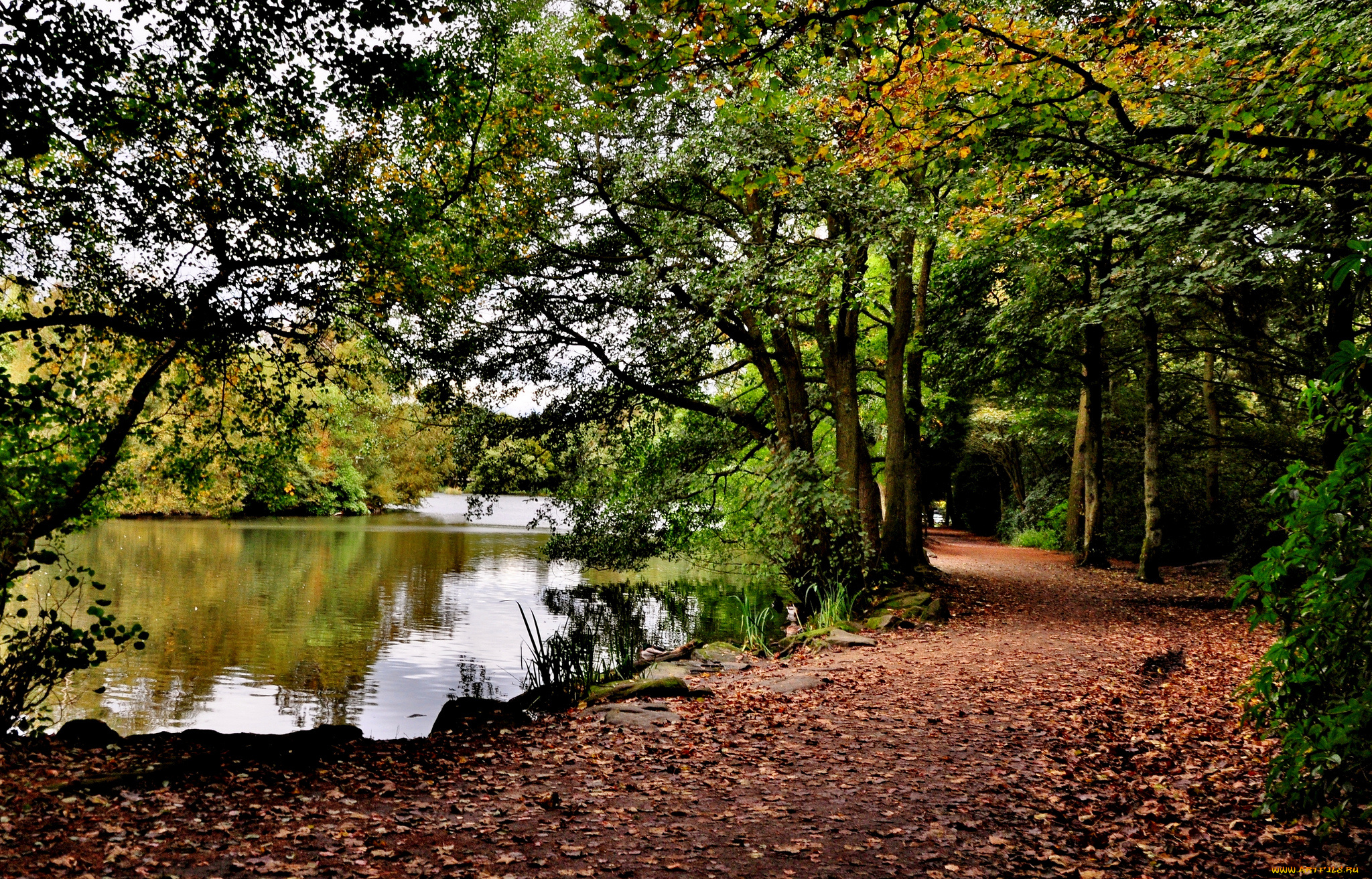 природа, реки, озера, лес, река